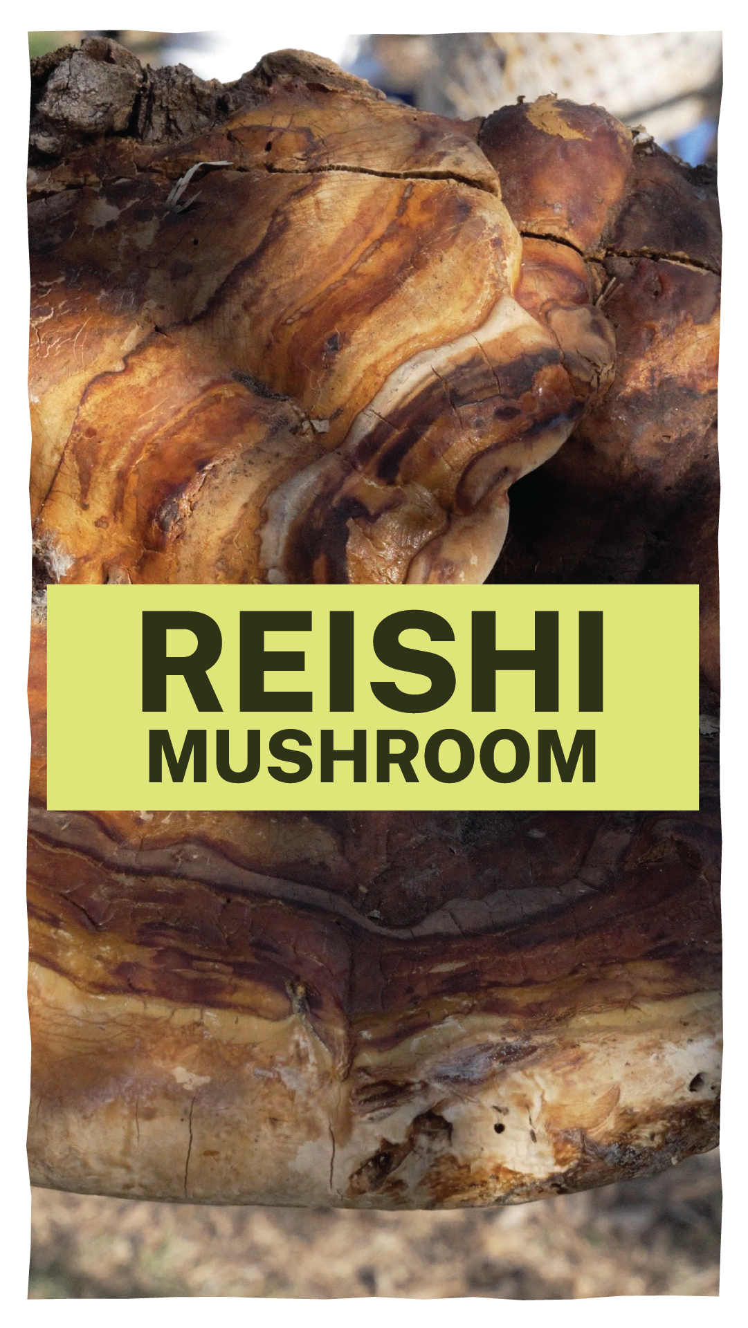 Artboard 1 copy 4.png