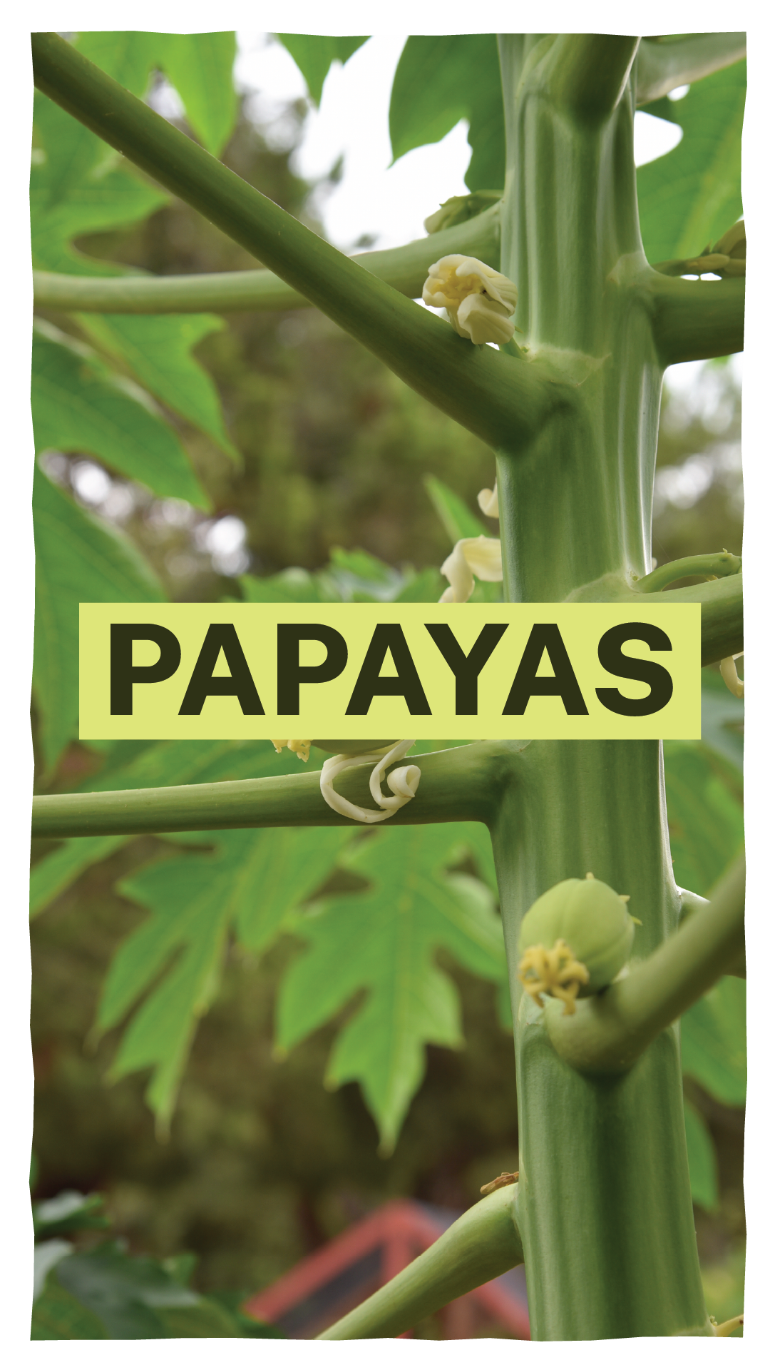 Educational content for The Natural Gardener