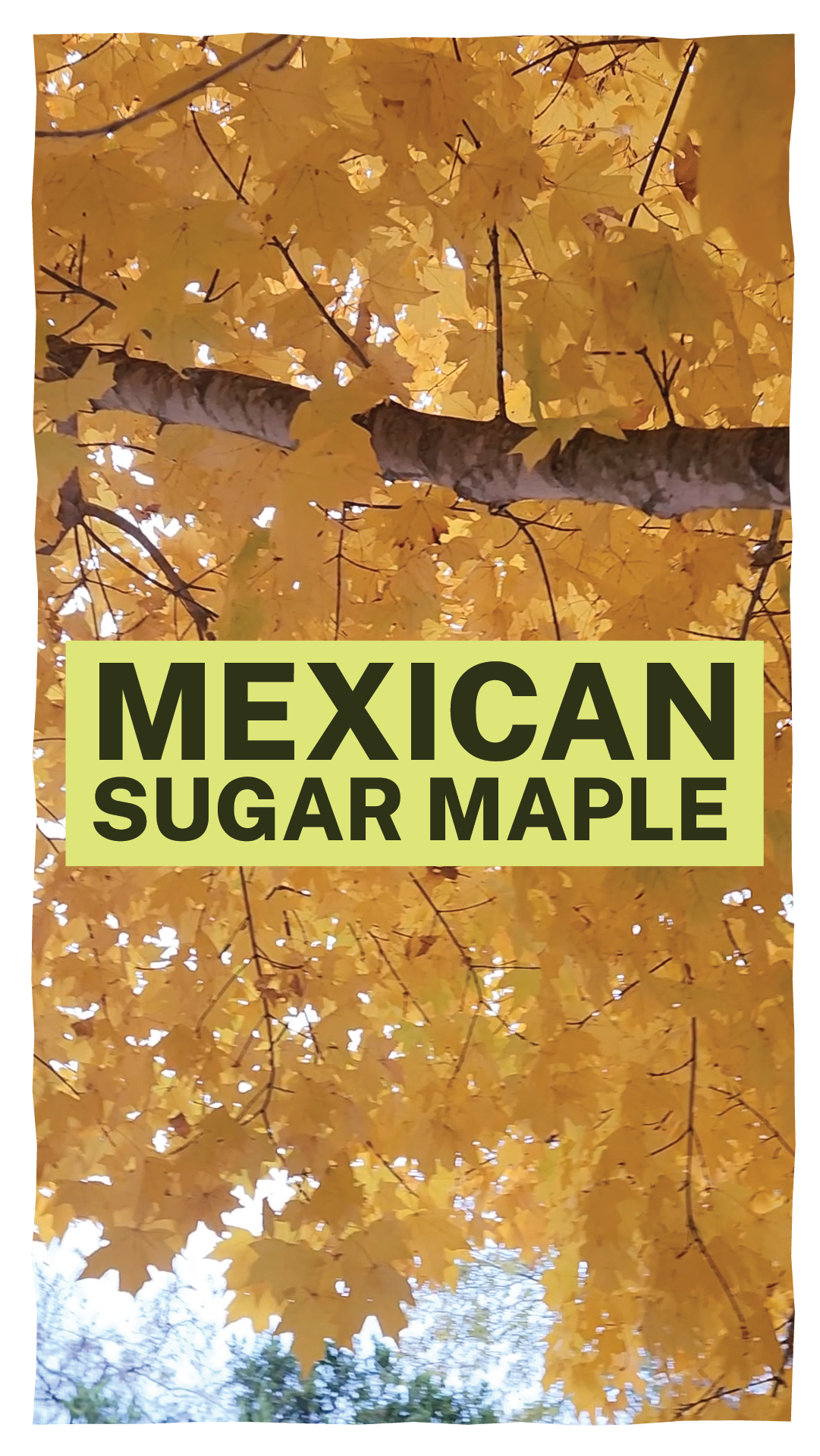 Educational content for The Natural Gardener