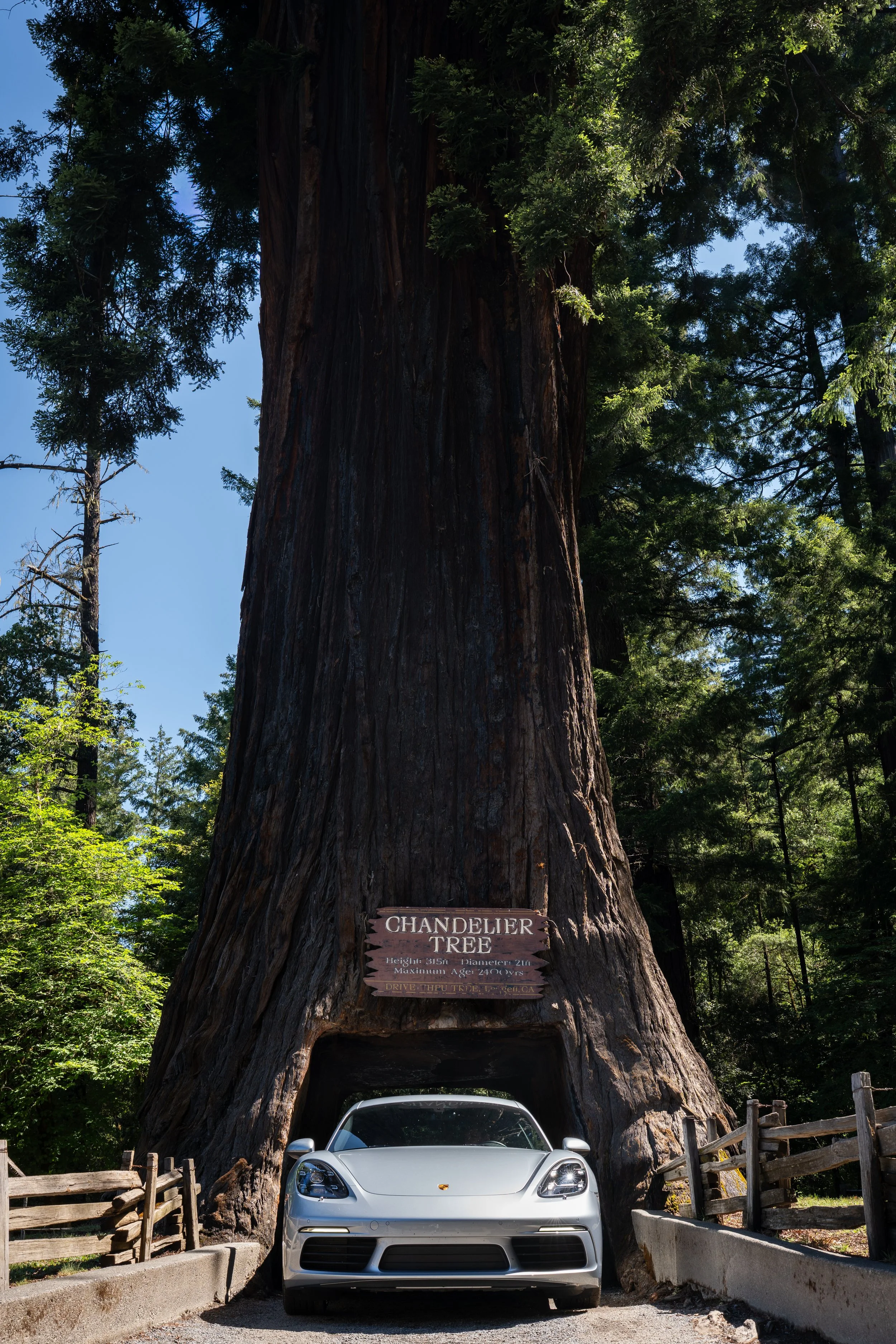 Chandelier Tree/Porsche - May 23, 2026