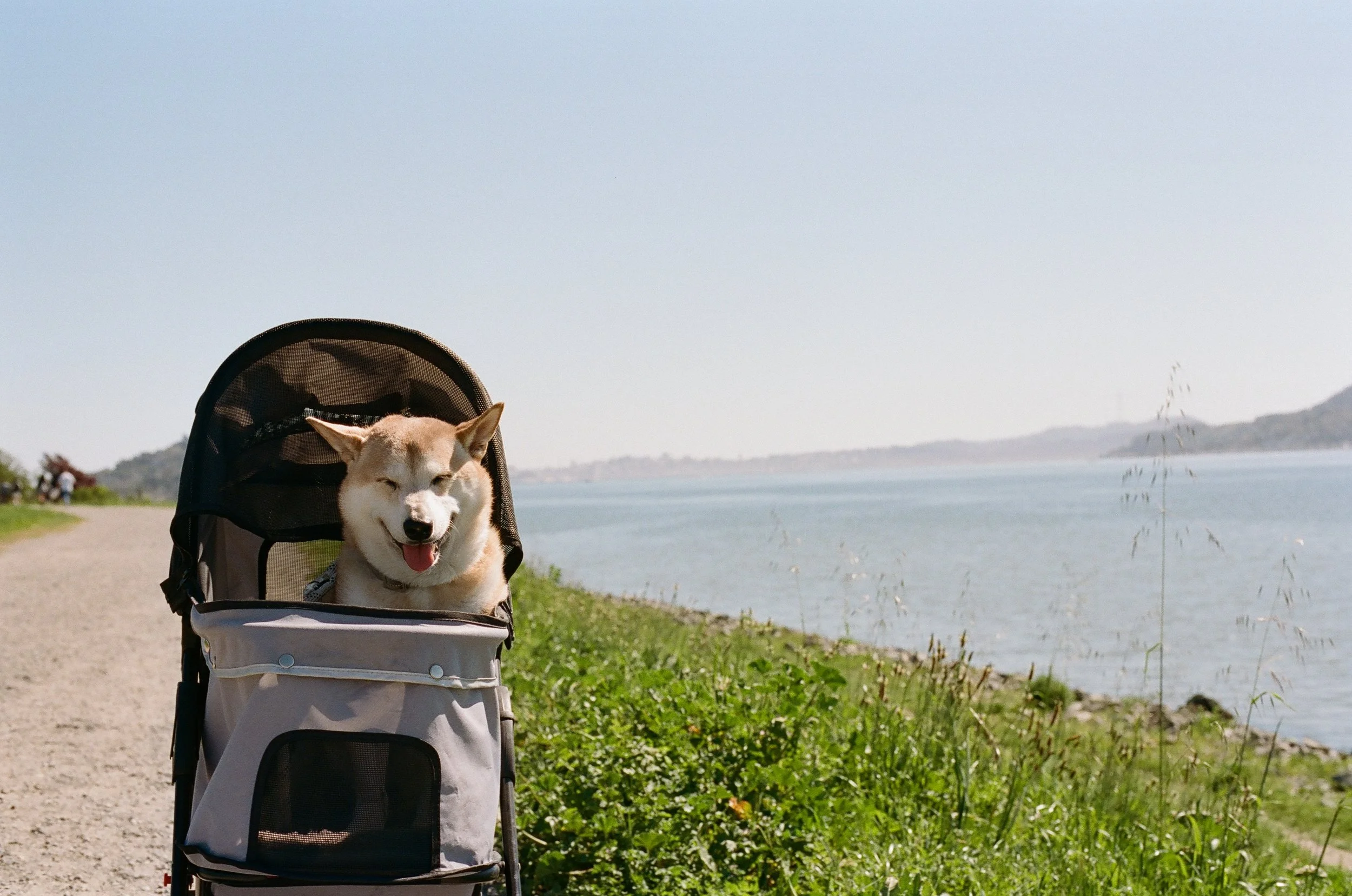 Balto