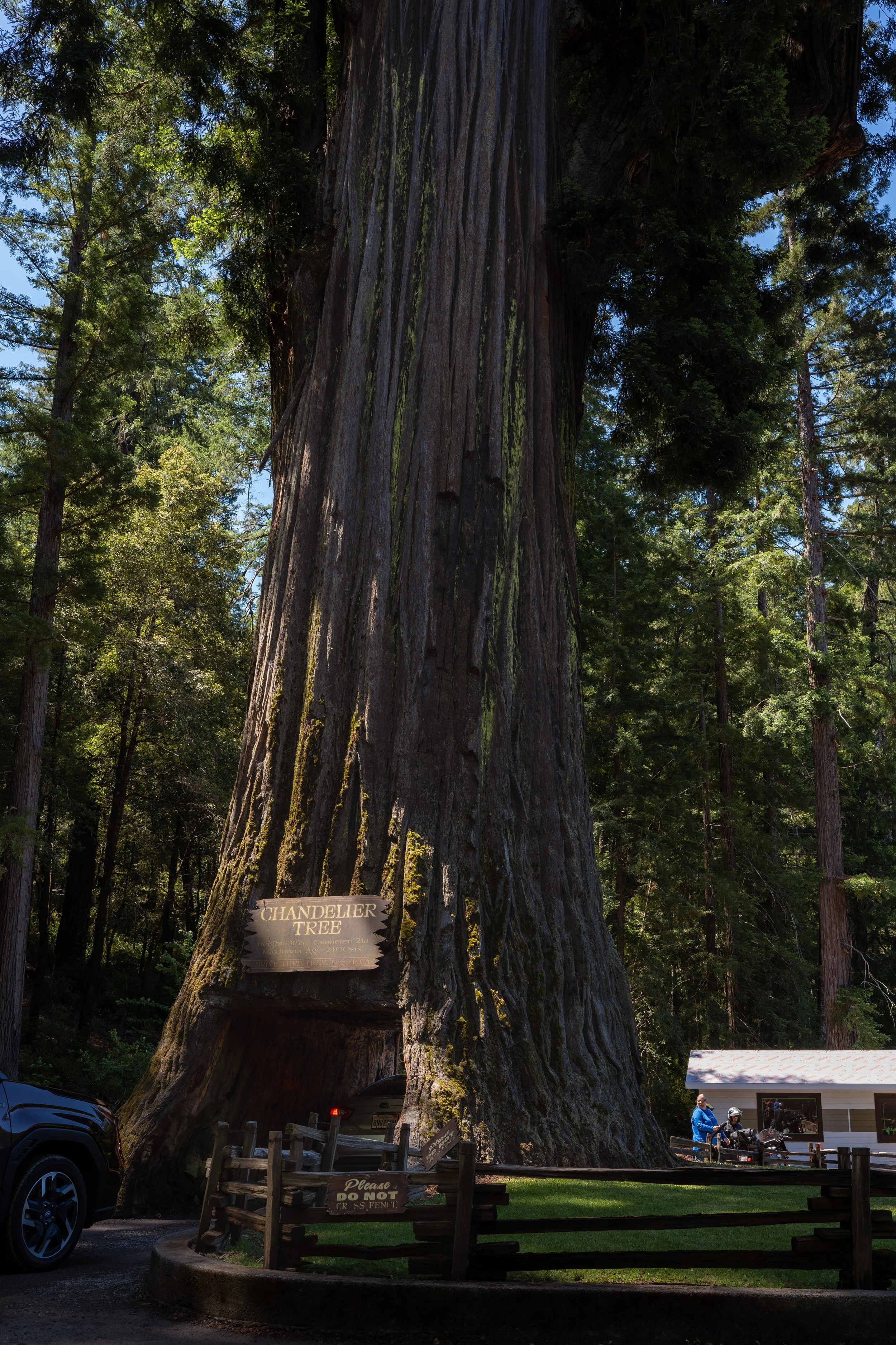 Chandelier Tree - May 23, 2026