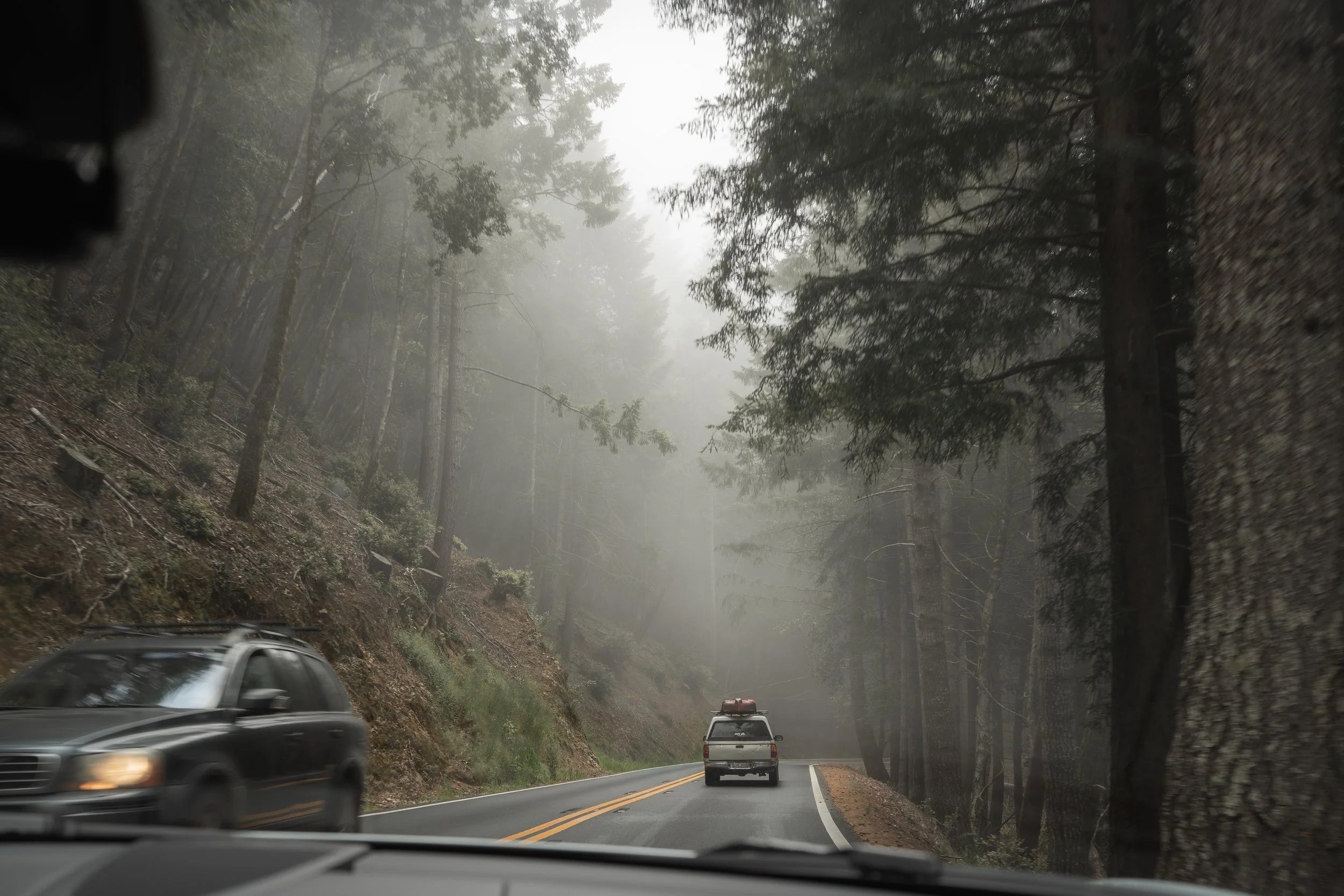 Redwood Fog - May 23, 2026