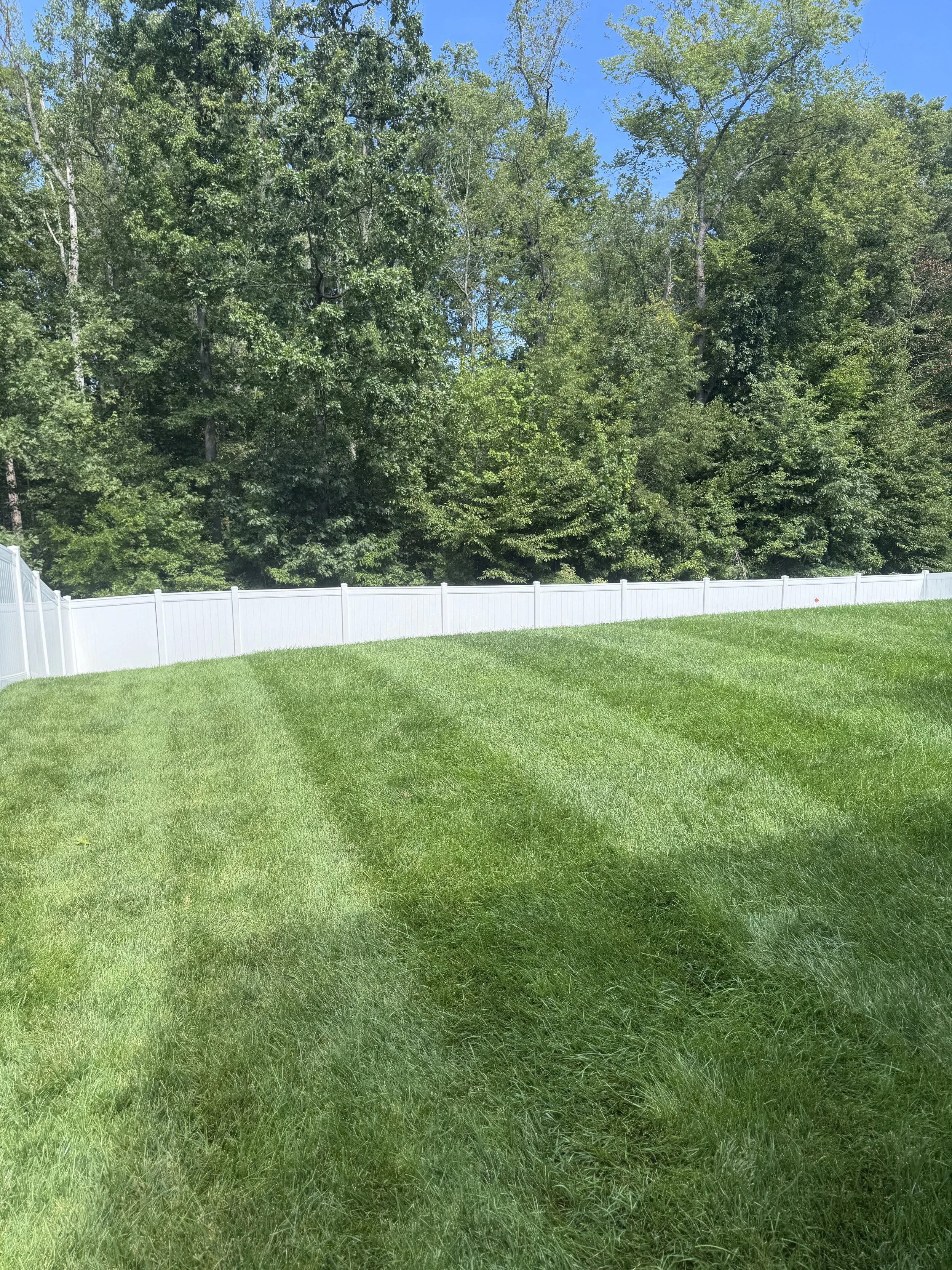 A backyard with a green grassy lawn, a white privacy fence, and dense trees with lush green foliage under a clear blue sky.