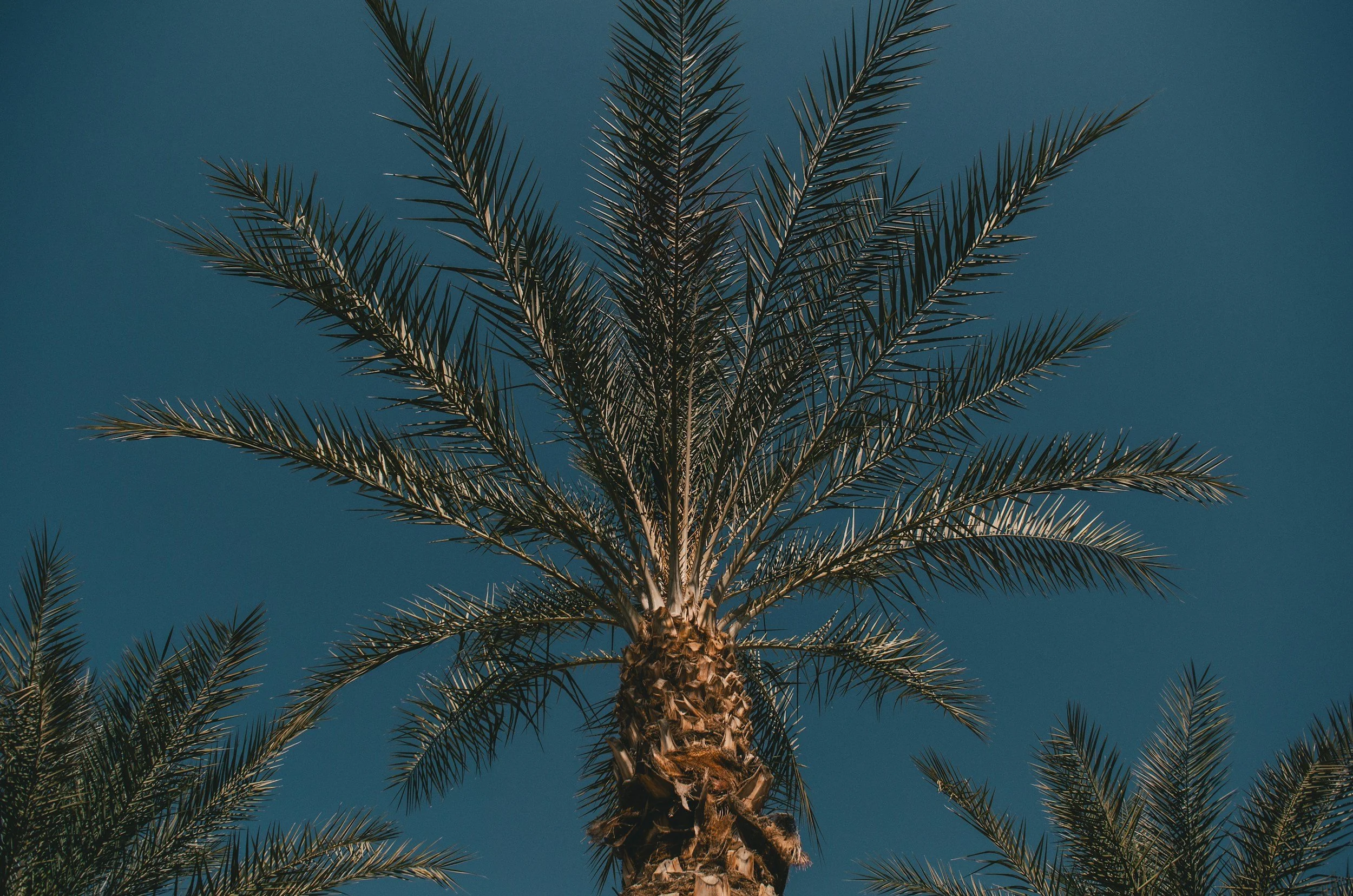A tall palm tree with green fronds against a clear blue sky.