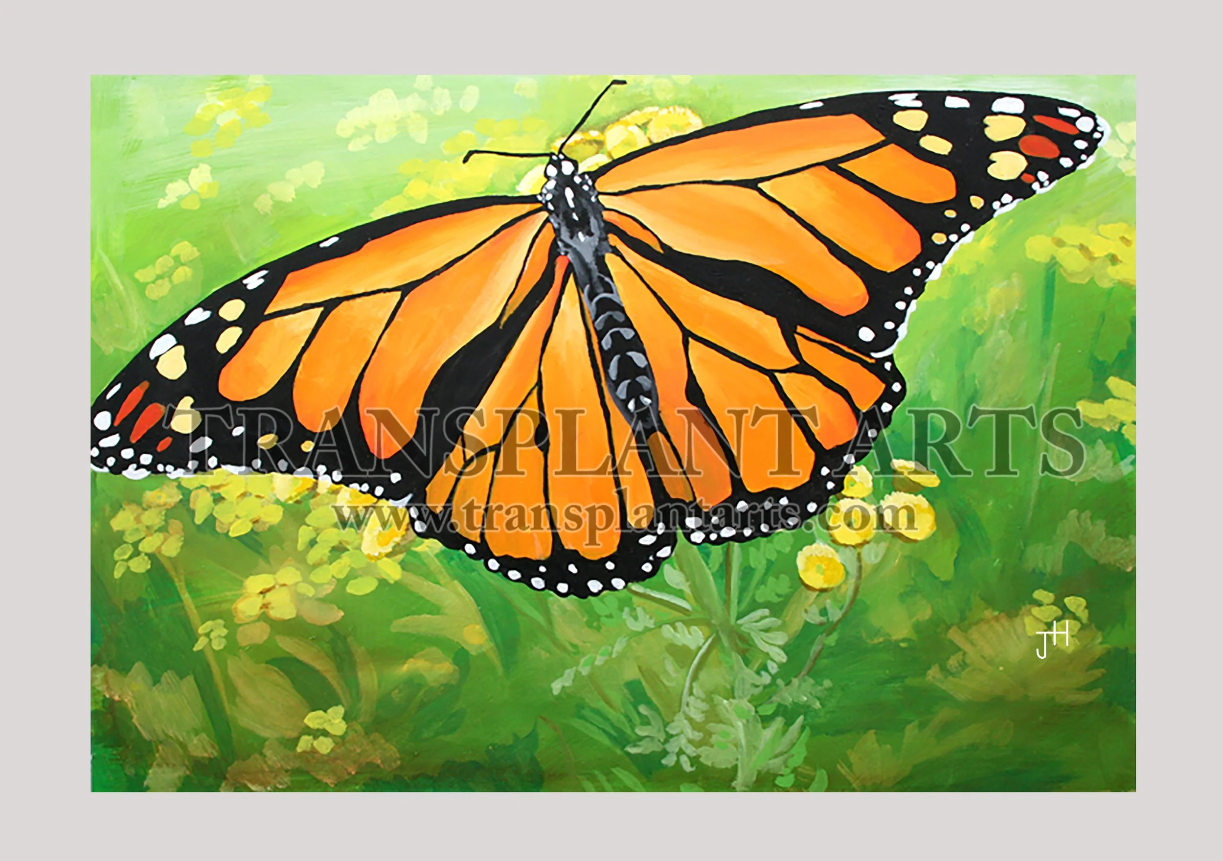 Butterfly-transplant-arts-jack-hoyle-watermark.jpg