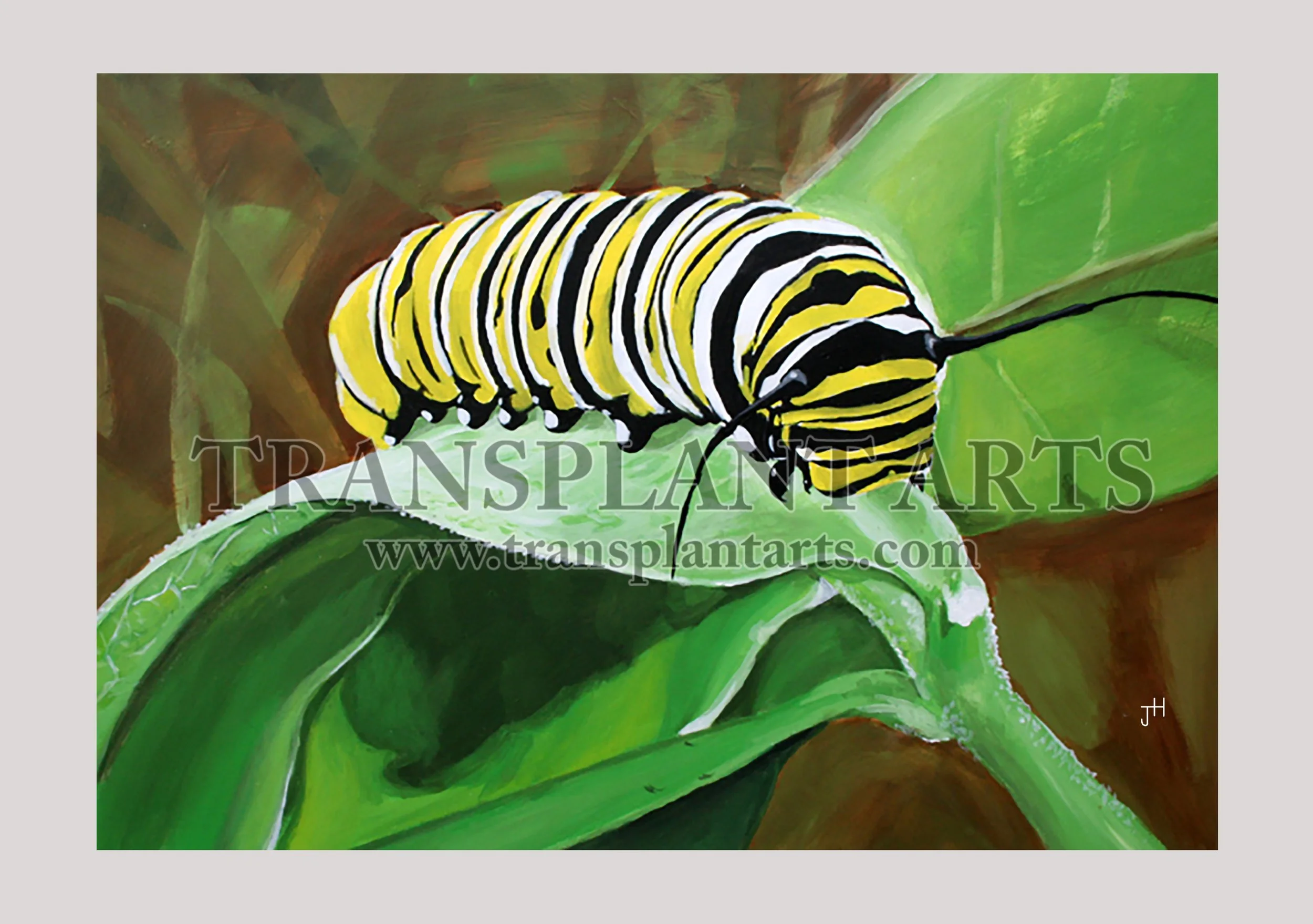 Caterpillar-transplant-arts-jack-hoyle-watermark.jpg