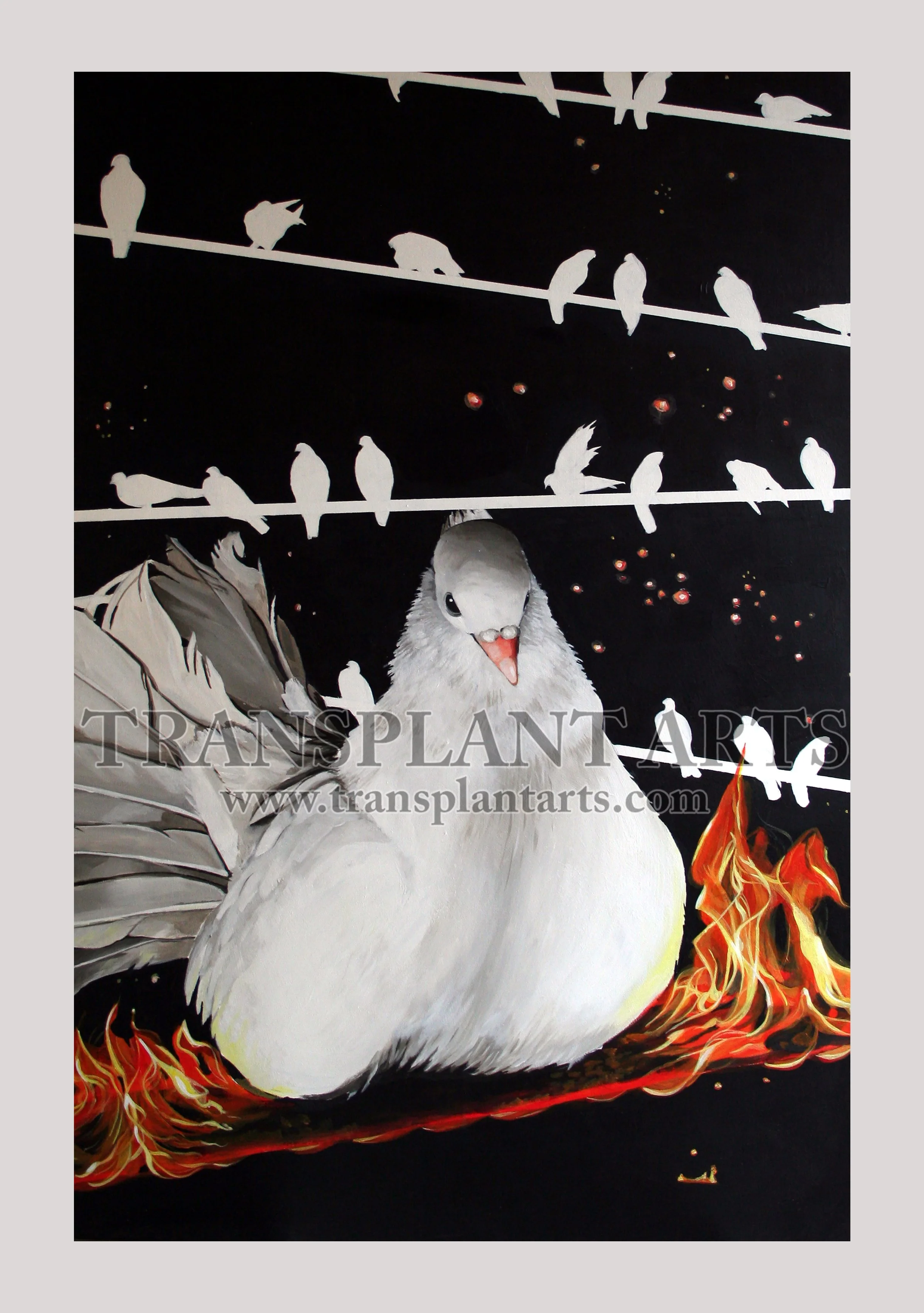 Dove--transplant-arts-jack-hoyle-watermark.jpg