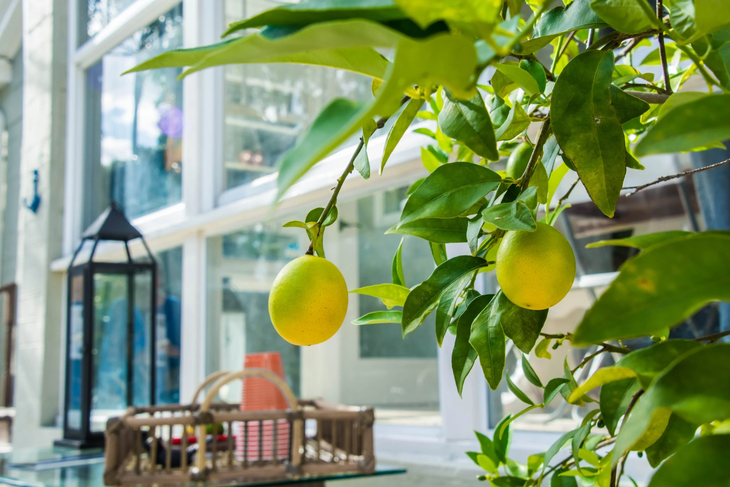 Garden Tour (1 of 1)-65.jpg