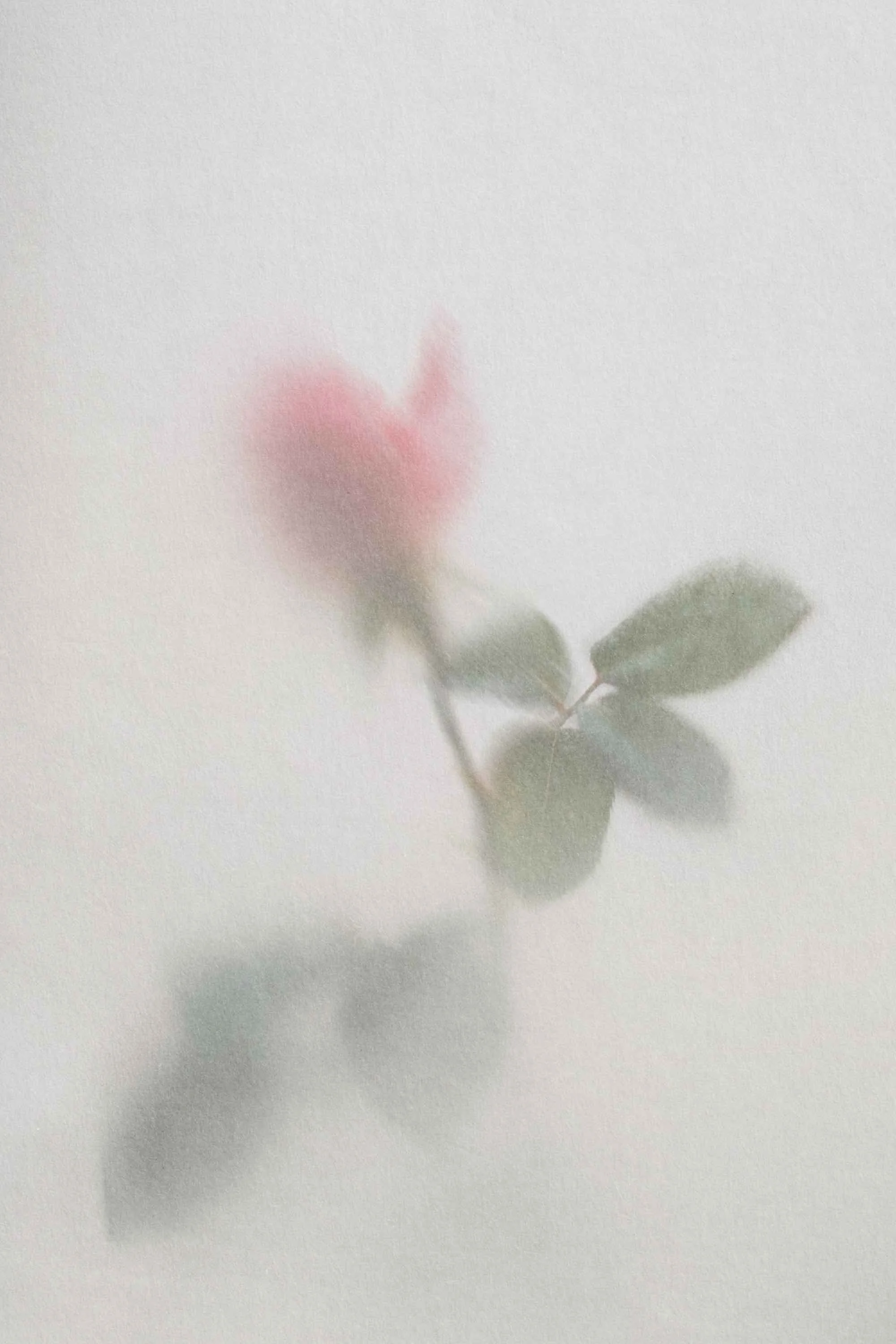 A blurred close-up image of a pink flower with green leaves on a white textured background.