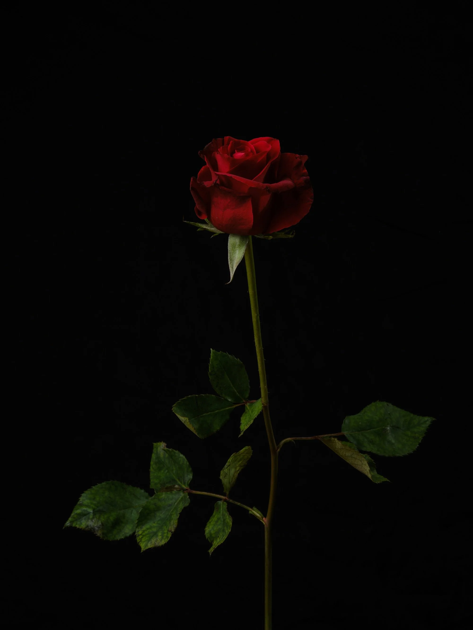 A single red rose with green leaves against a black background.