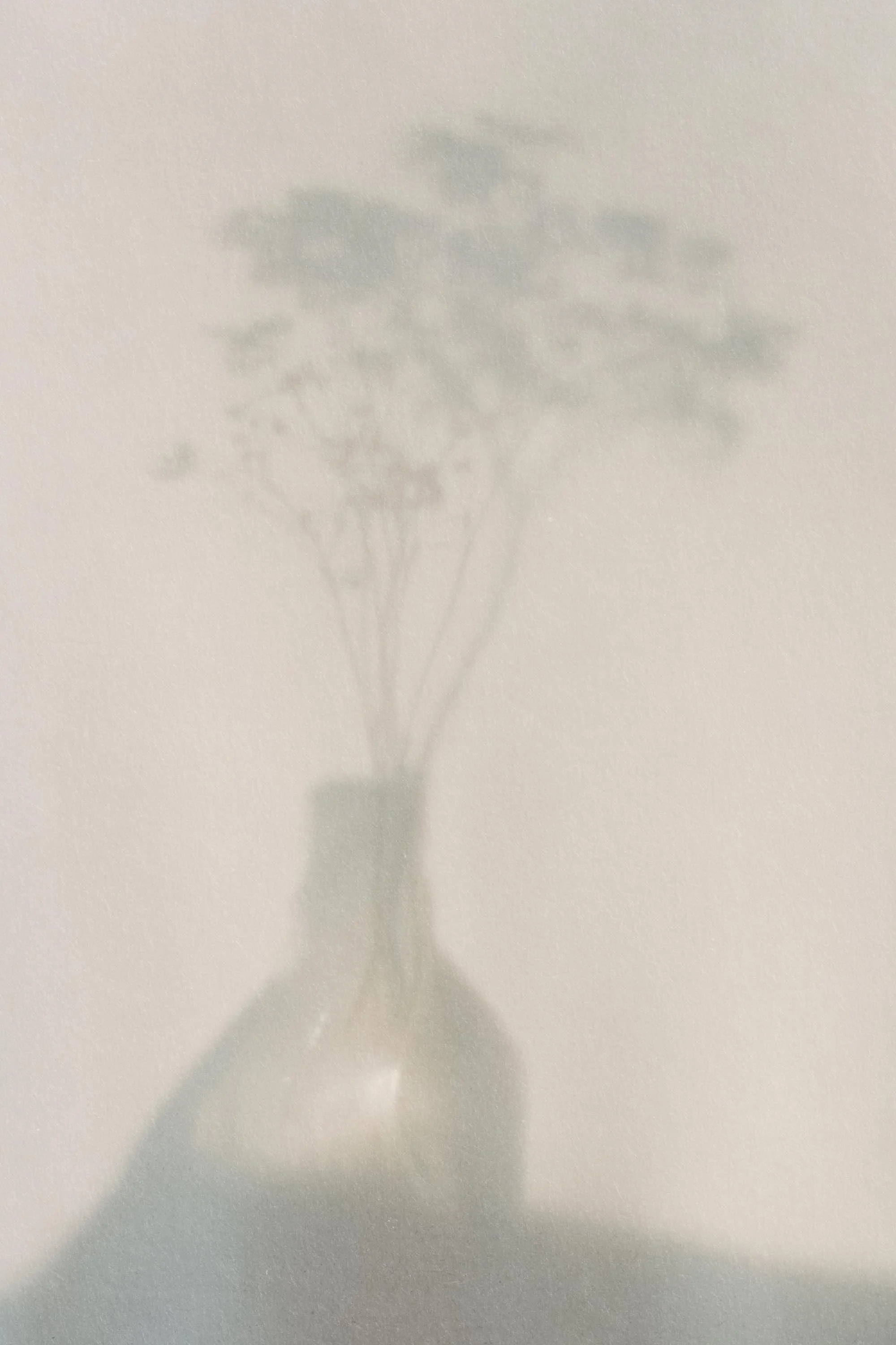 Faint shadow of a plant with leaves cast on a white surface.