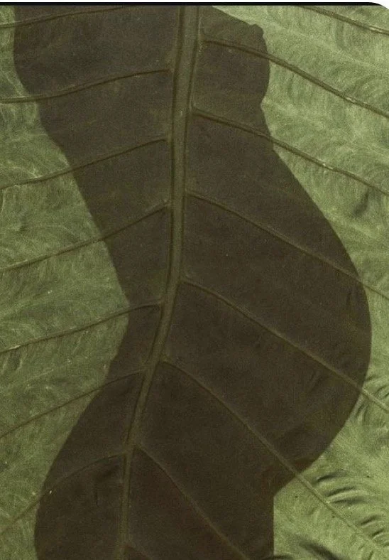 The Nurtured Mother Package( 4 hours)