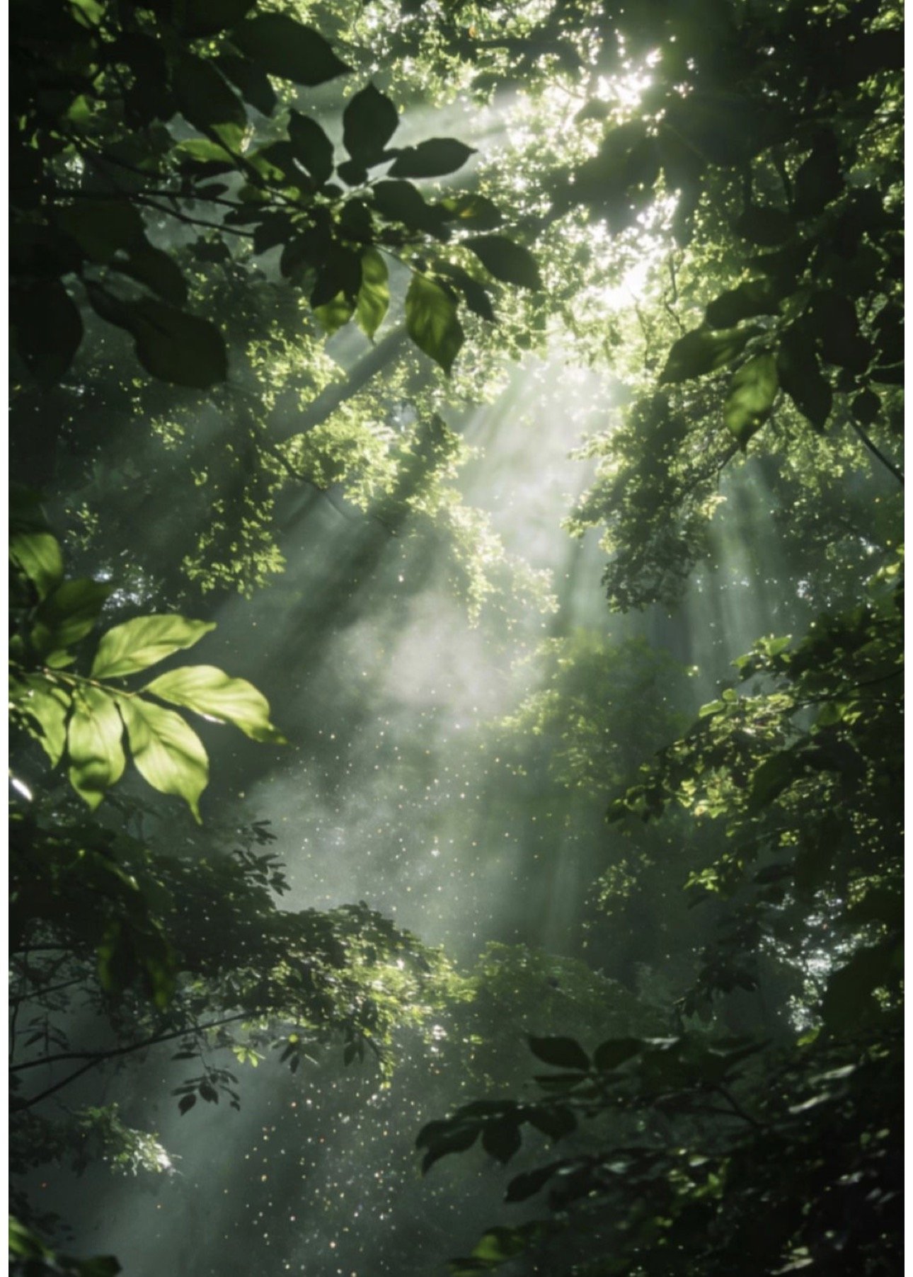 The Full Haven Experience Bundle