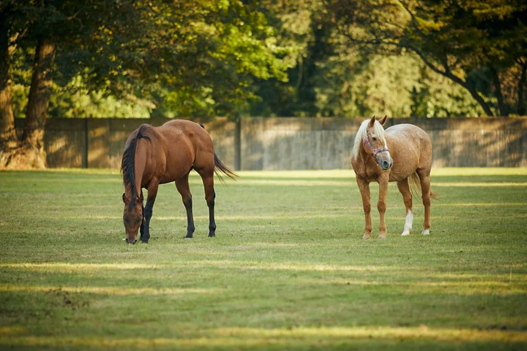 Horses on the lawn of Oheka Castle