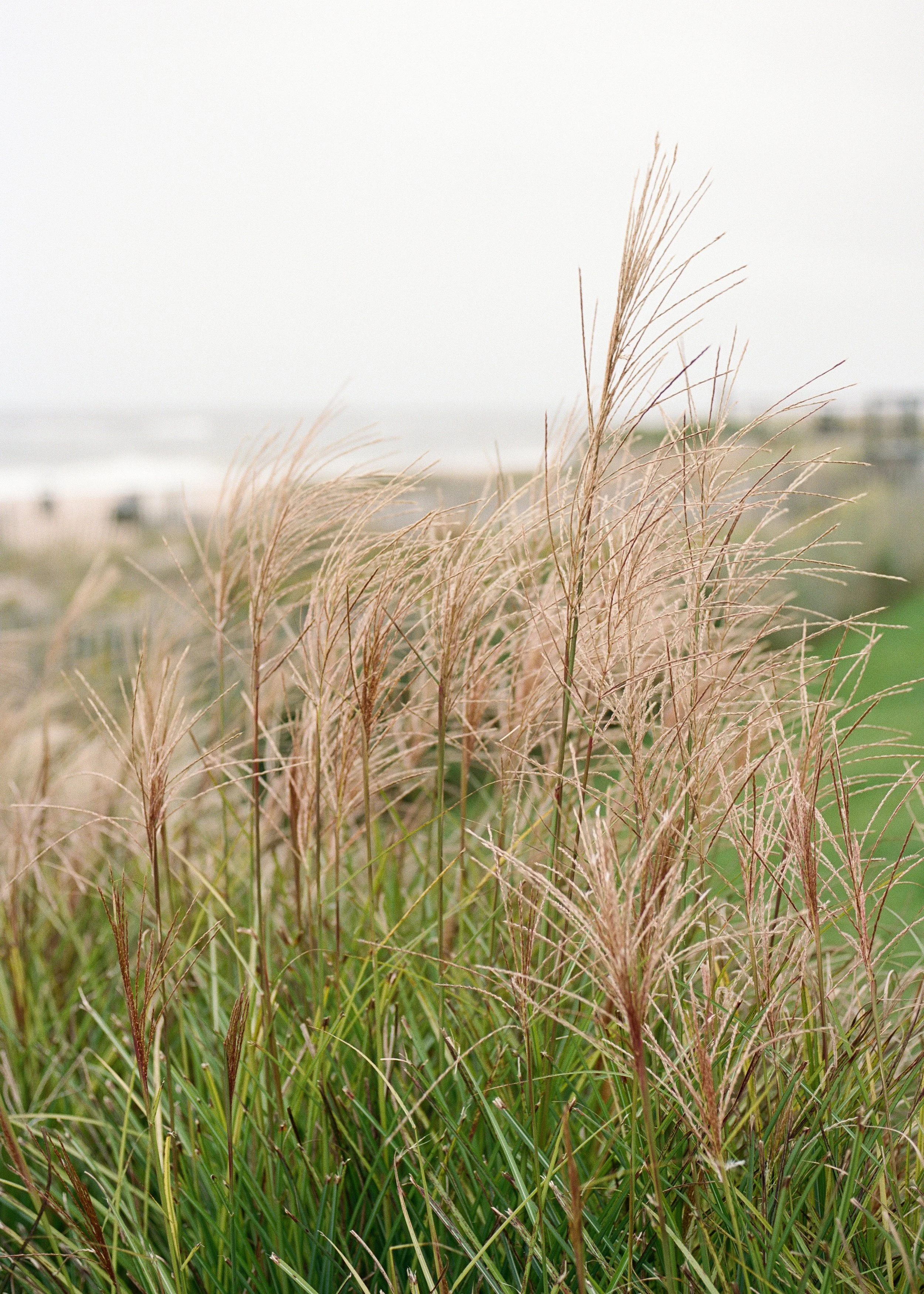 Grouneys-Montauk-Beachgrass.jpg