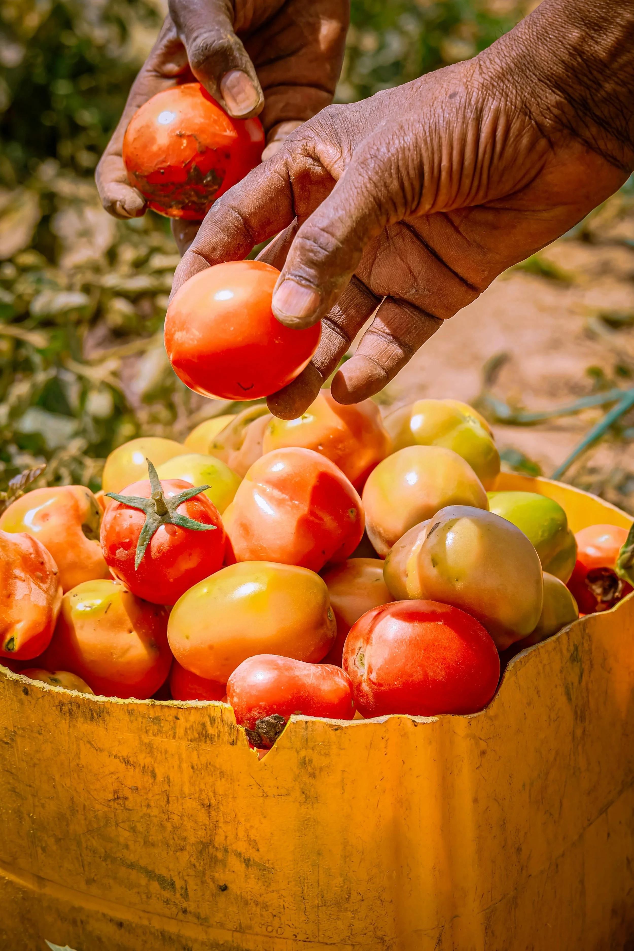 Close-up of a person's hands picking ripe tomatoes from a basket filled with many tomatoes, with some still attached to stems, on a sunny day.