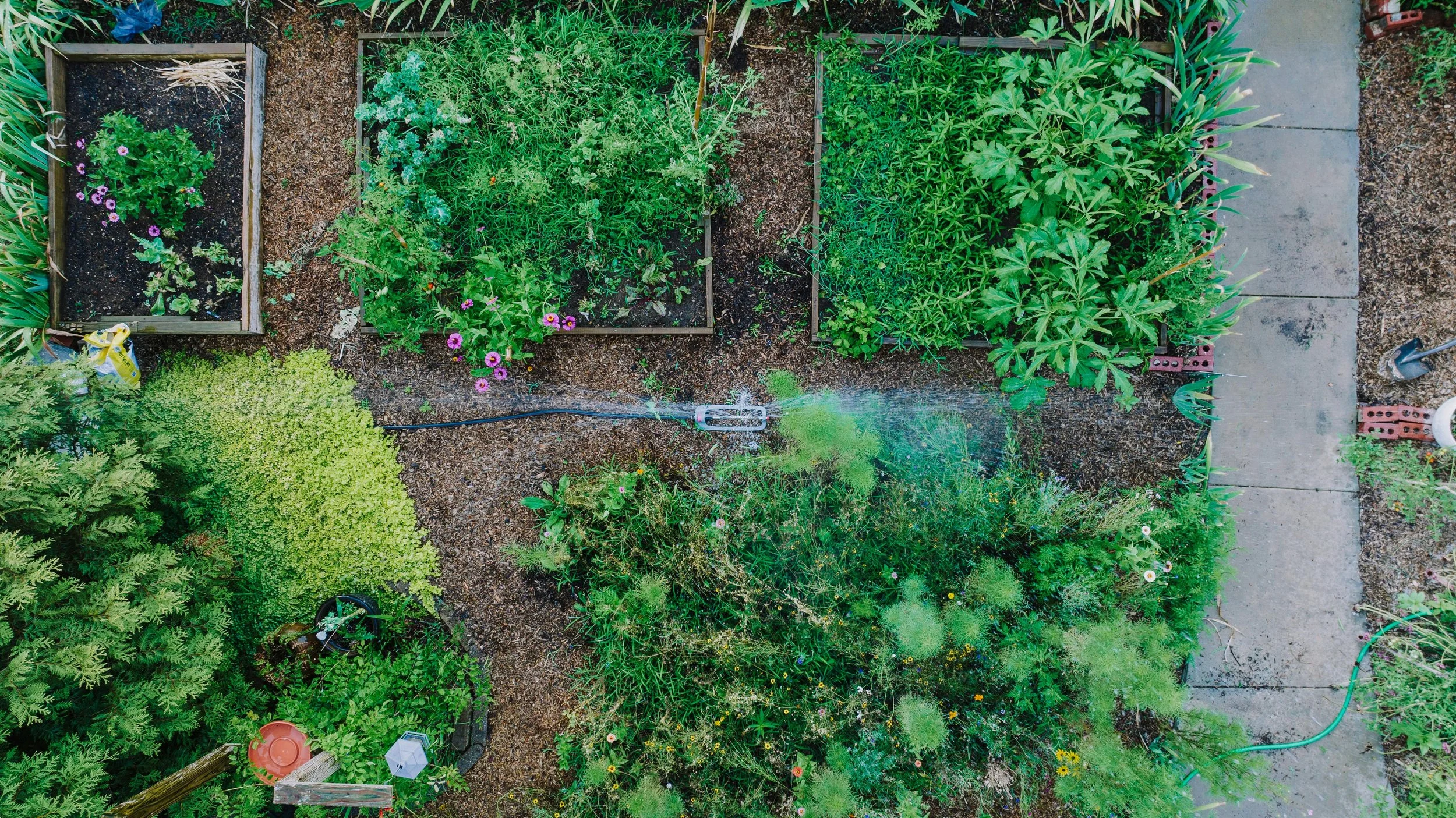 A top-down view of a lush vegetable garden with various plants, flowers, and herbs in different sections, wth a drip irrigation system and a concrete path on the side.