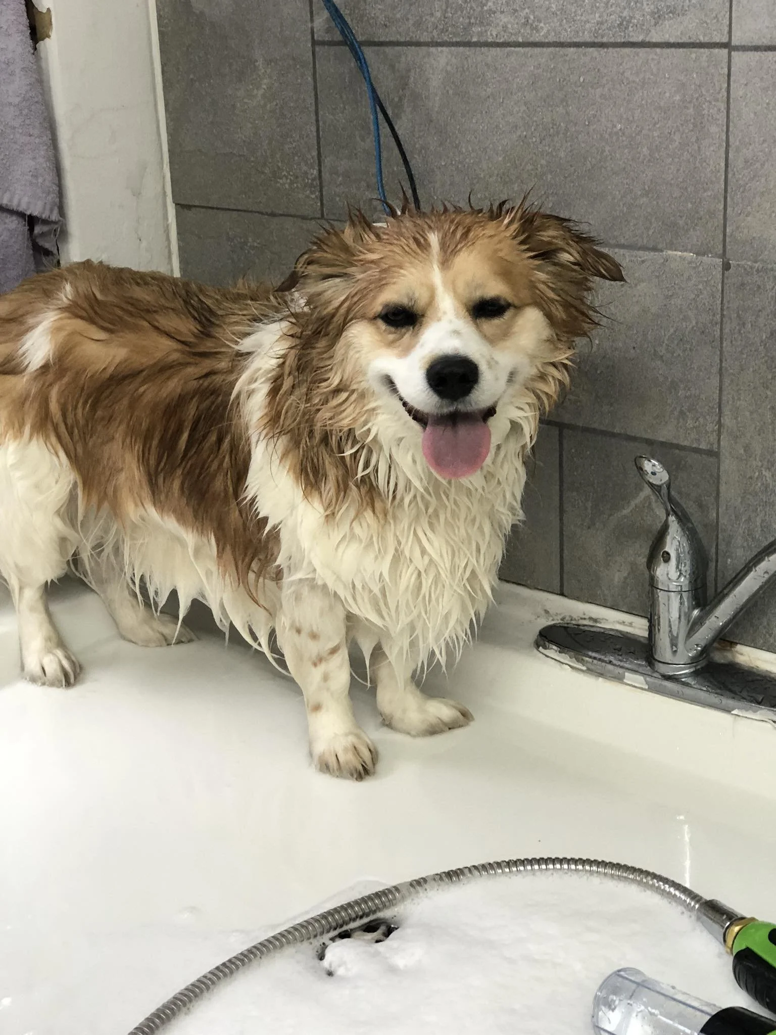 Grooming Services