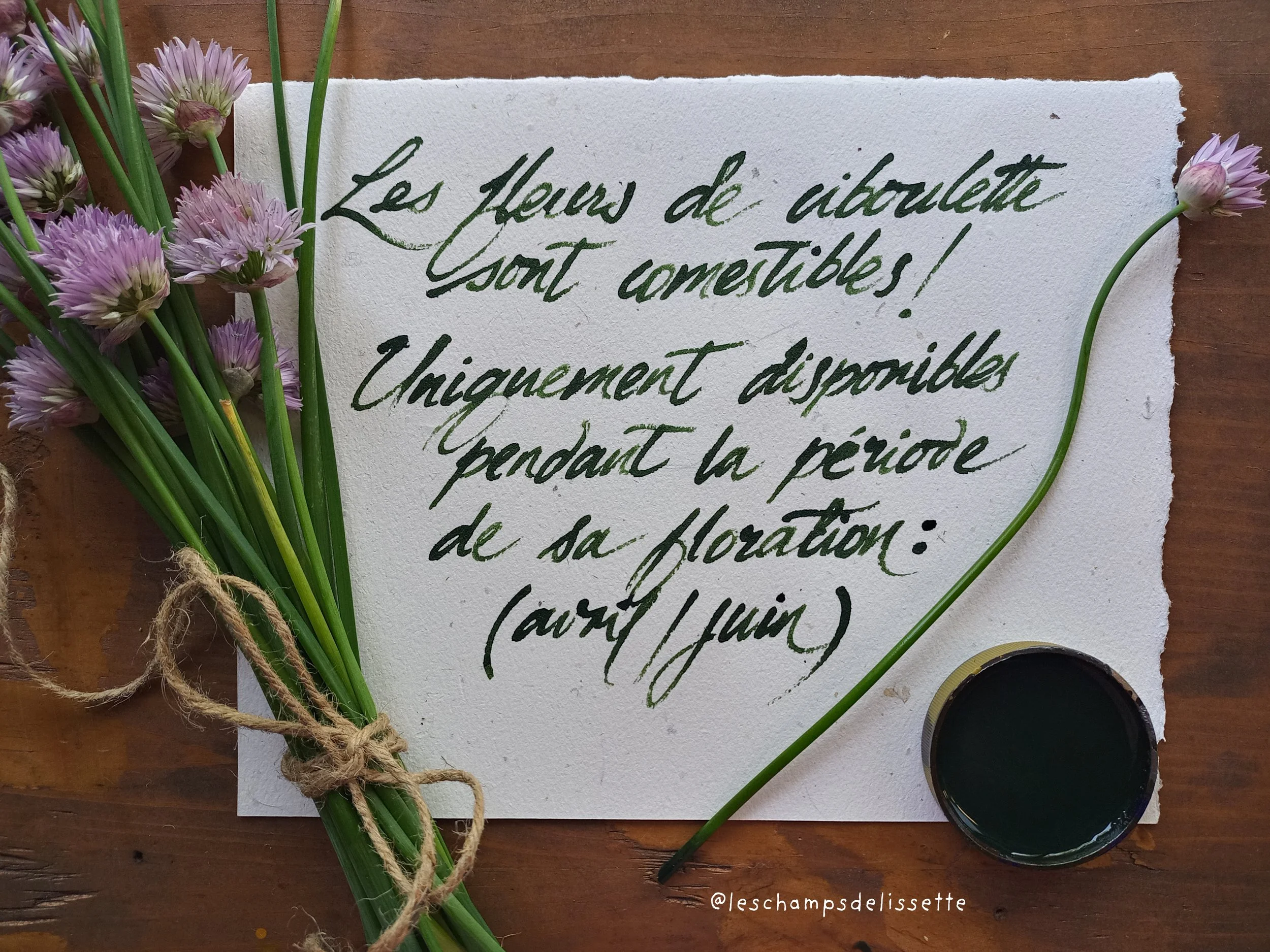 fleurs_ciboulette.jpg