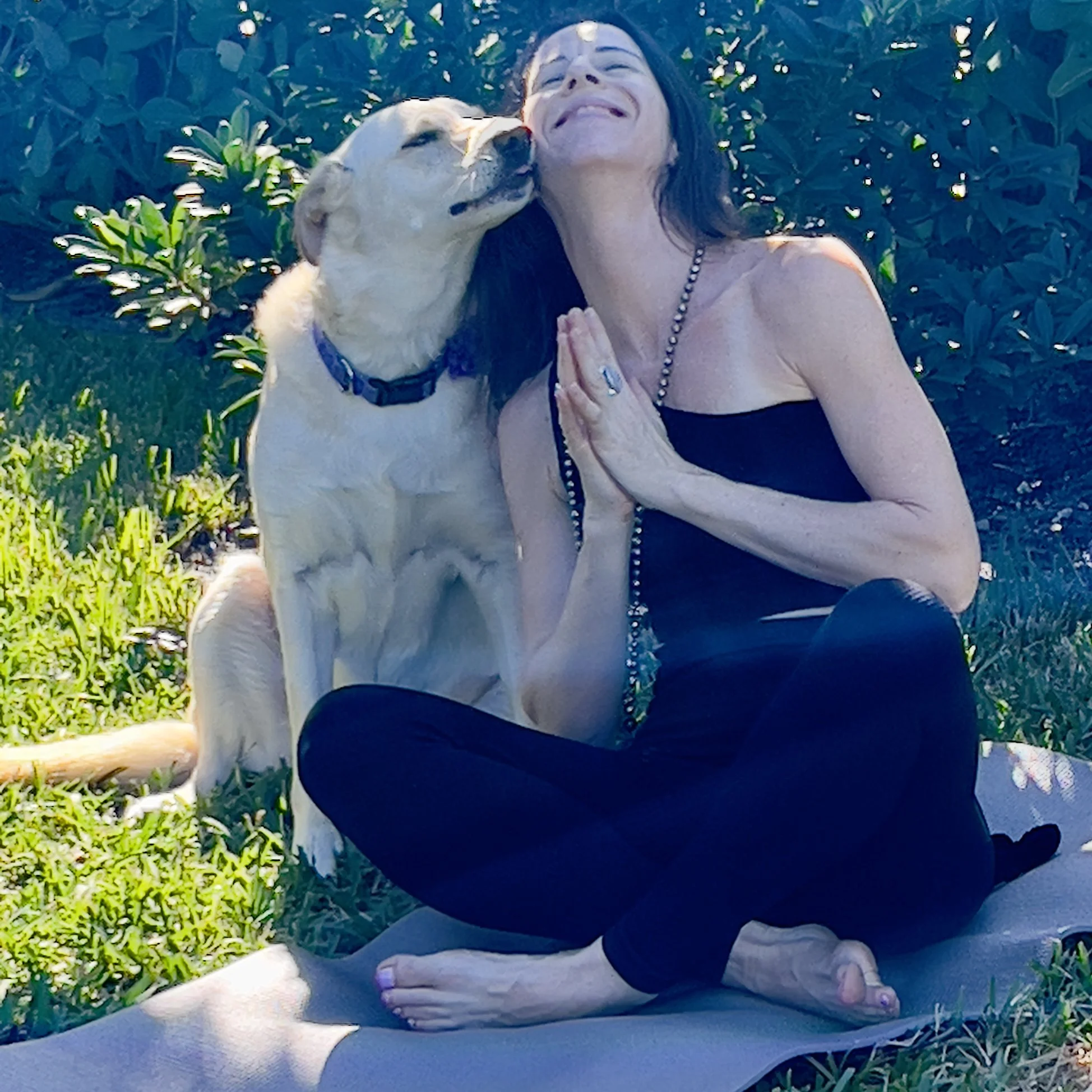 A woman practicing yoga outdoors on a mat in a grassy area, with a yellow Labrador retriever dog licking her face and touching her cheek.