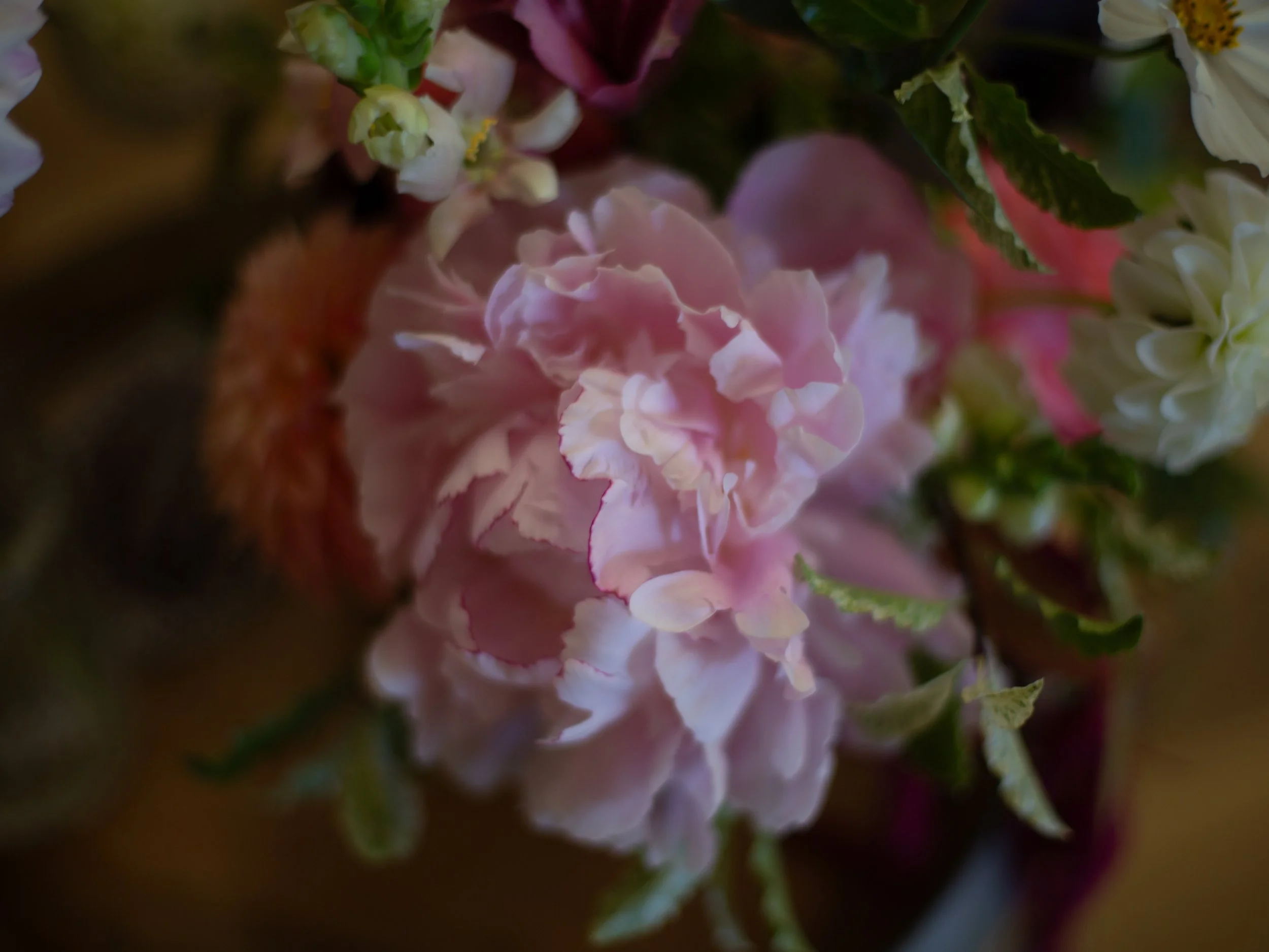 Close-up of pink and white hydrangea flowers with green leaves.