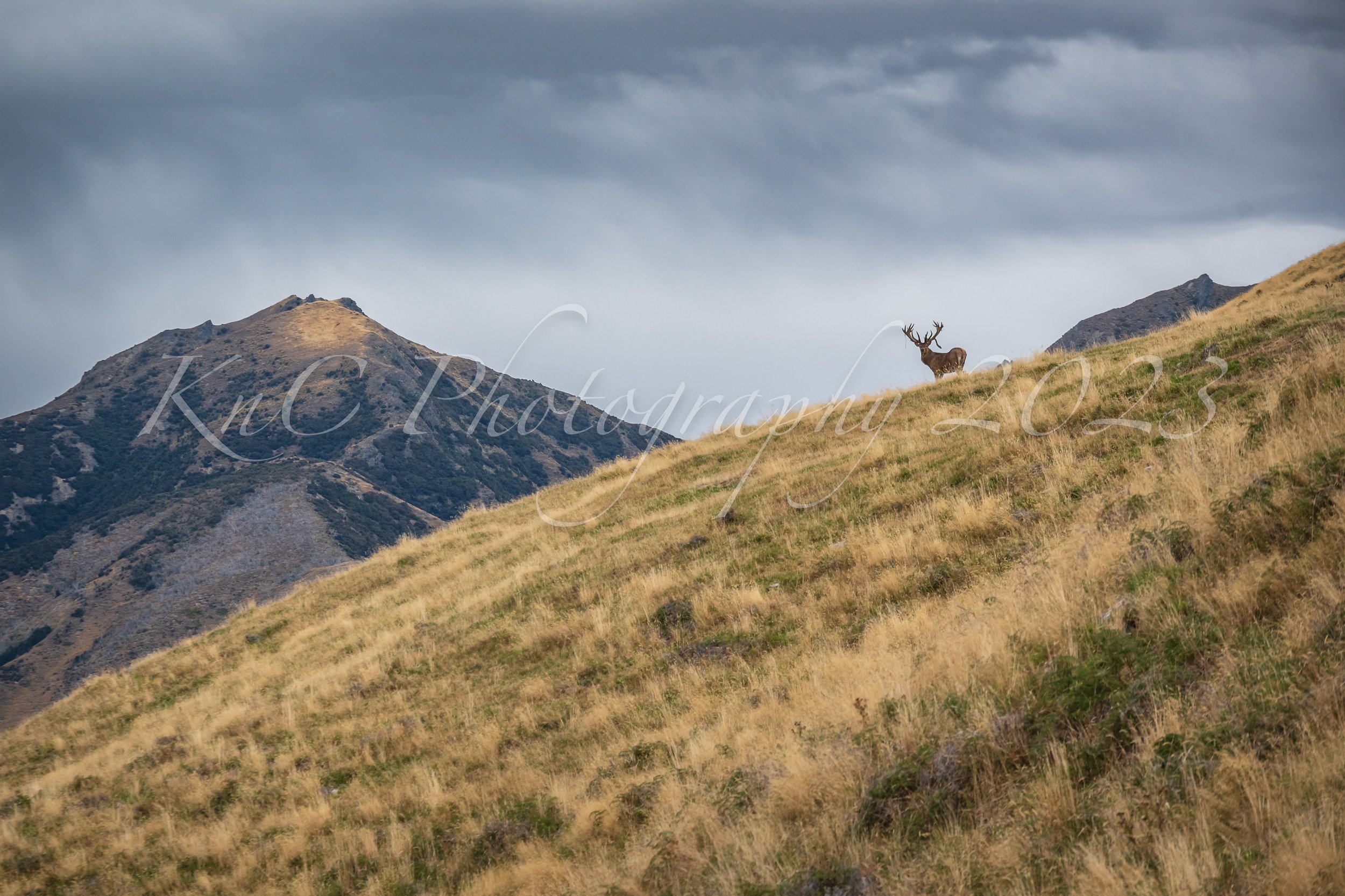 Wildlife