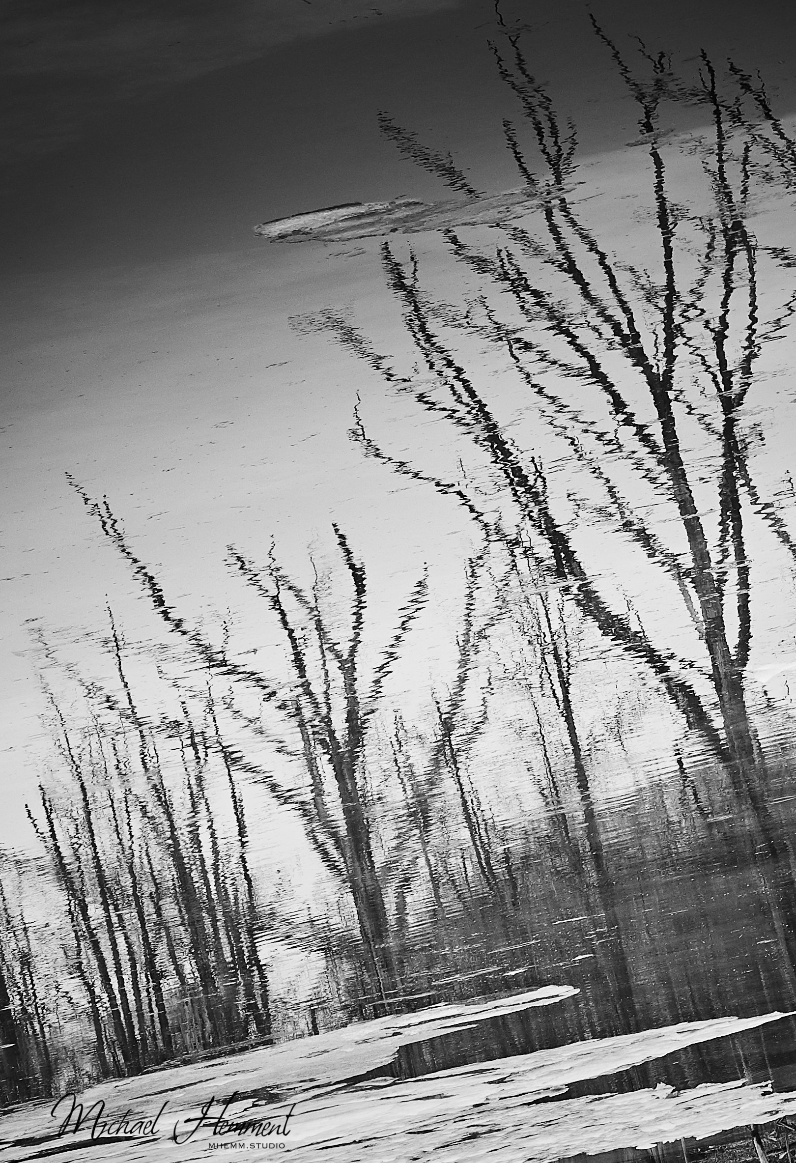 watertrees.jpg