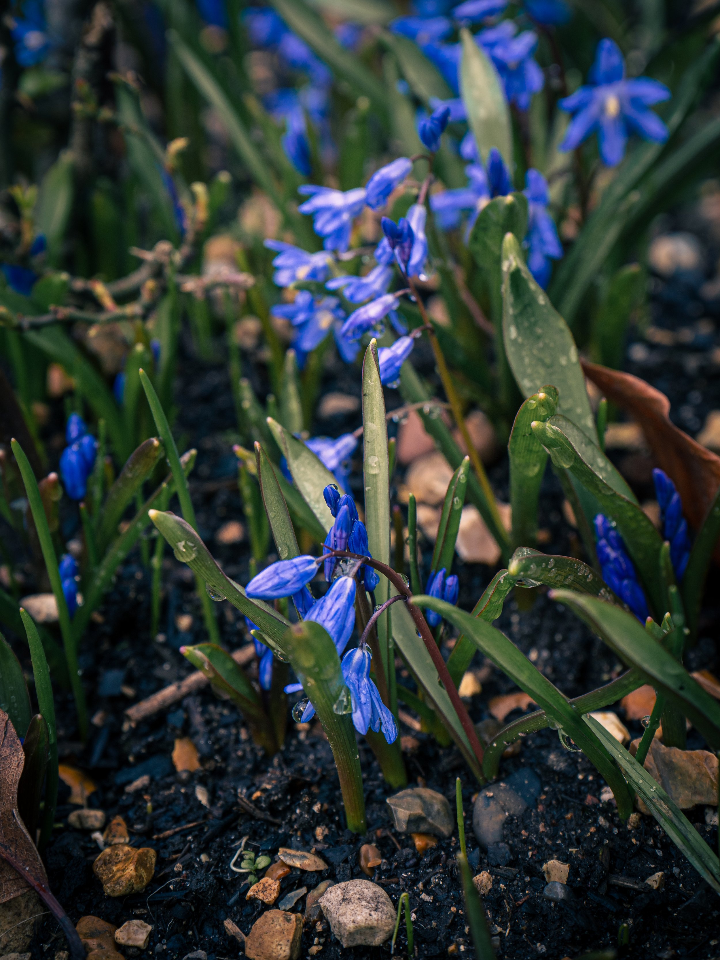 Close-up of small blue flowers and green leaves growing in dark soil with small rocks.