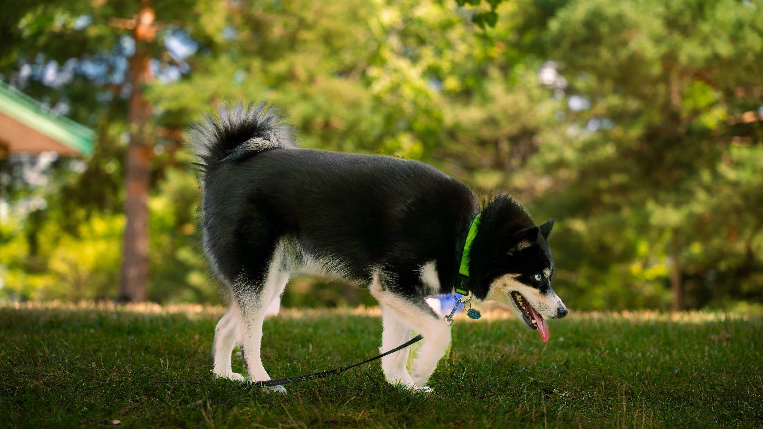 A black and white Siberian Husky dog wearing a green collar playing or sniffing the grass outdoors with trees in the background.