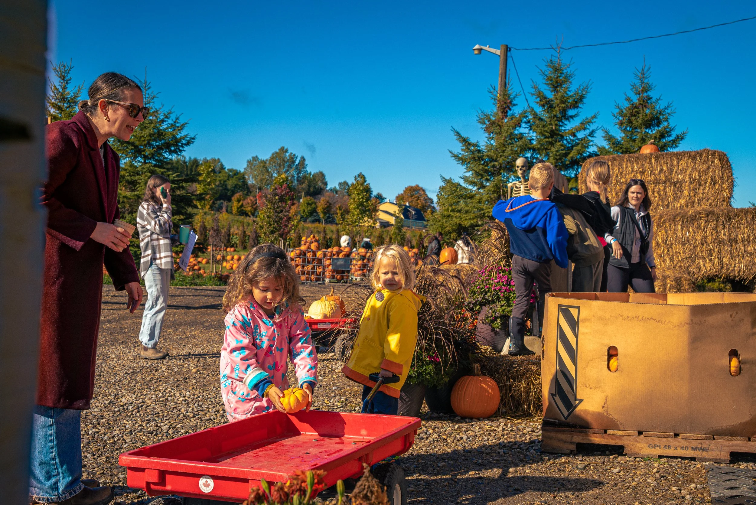People at a pumpkin patch picking pumpkins and enjoying fall decorations under a clear blue sky.