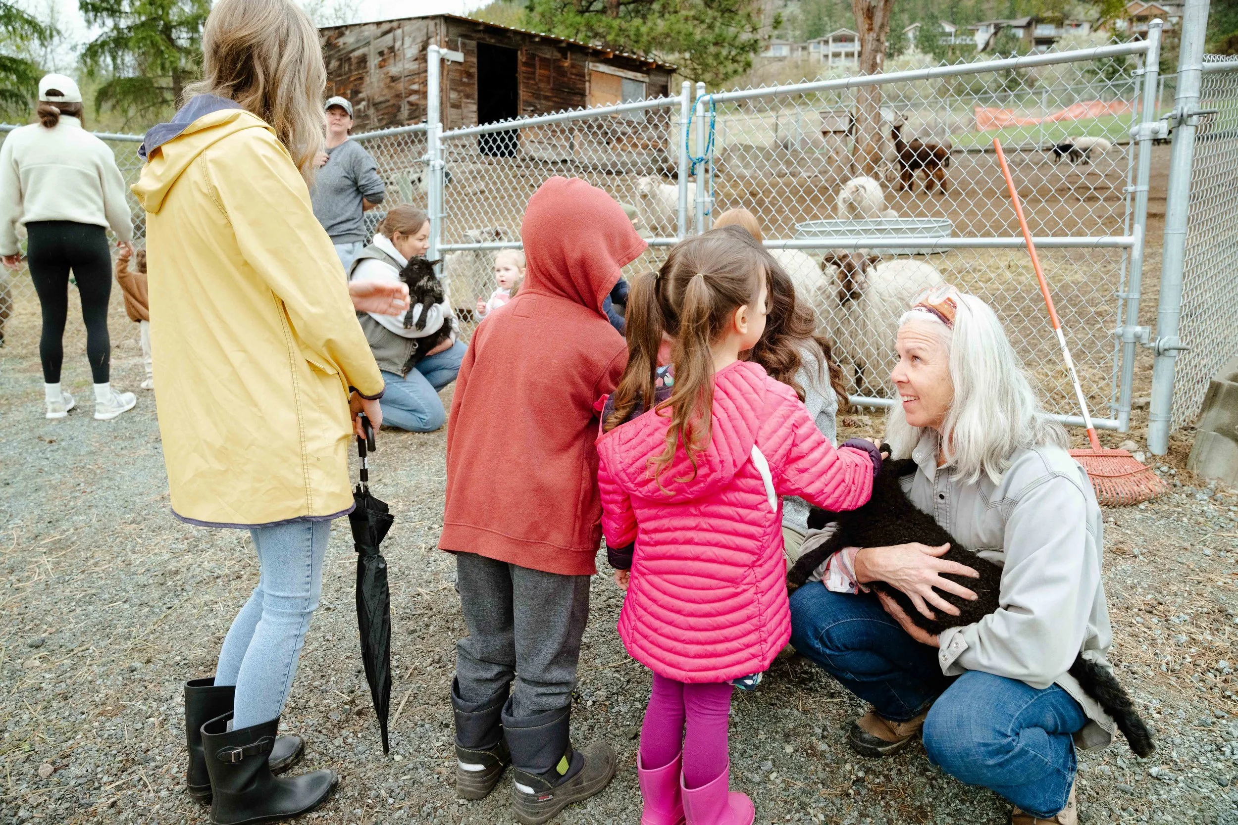 A group of children and adults at a farm, feeding a black lamb held by a woman. The scene is outdoors with a chain-link fence, animals, a wooden shed, and trees in the background.