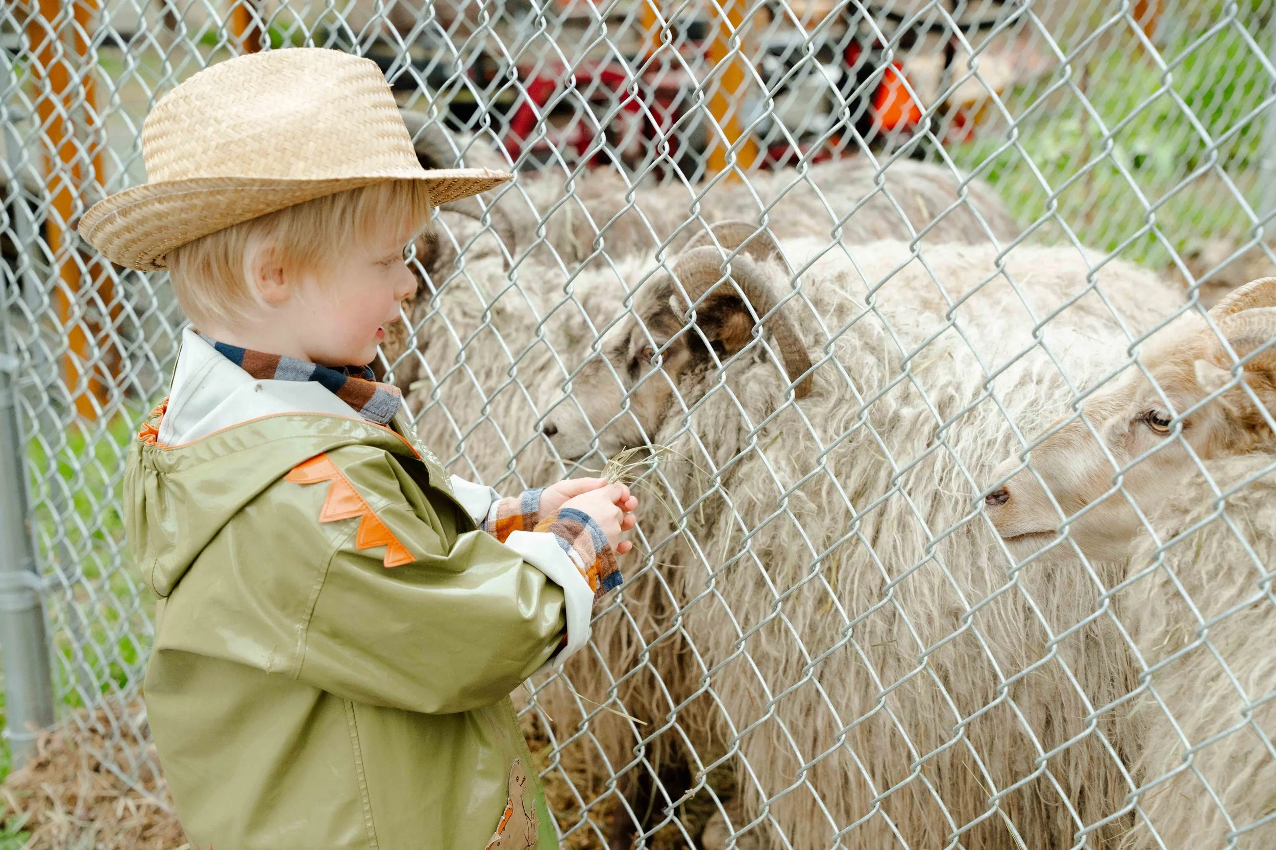 A young boy wearing a straw hat and a green jacket feeding sheep through a chain-link fence at a farm or petting zoo.