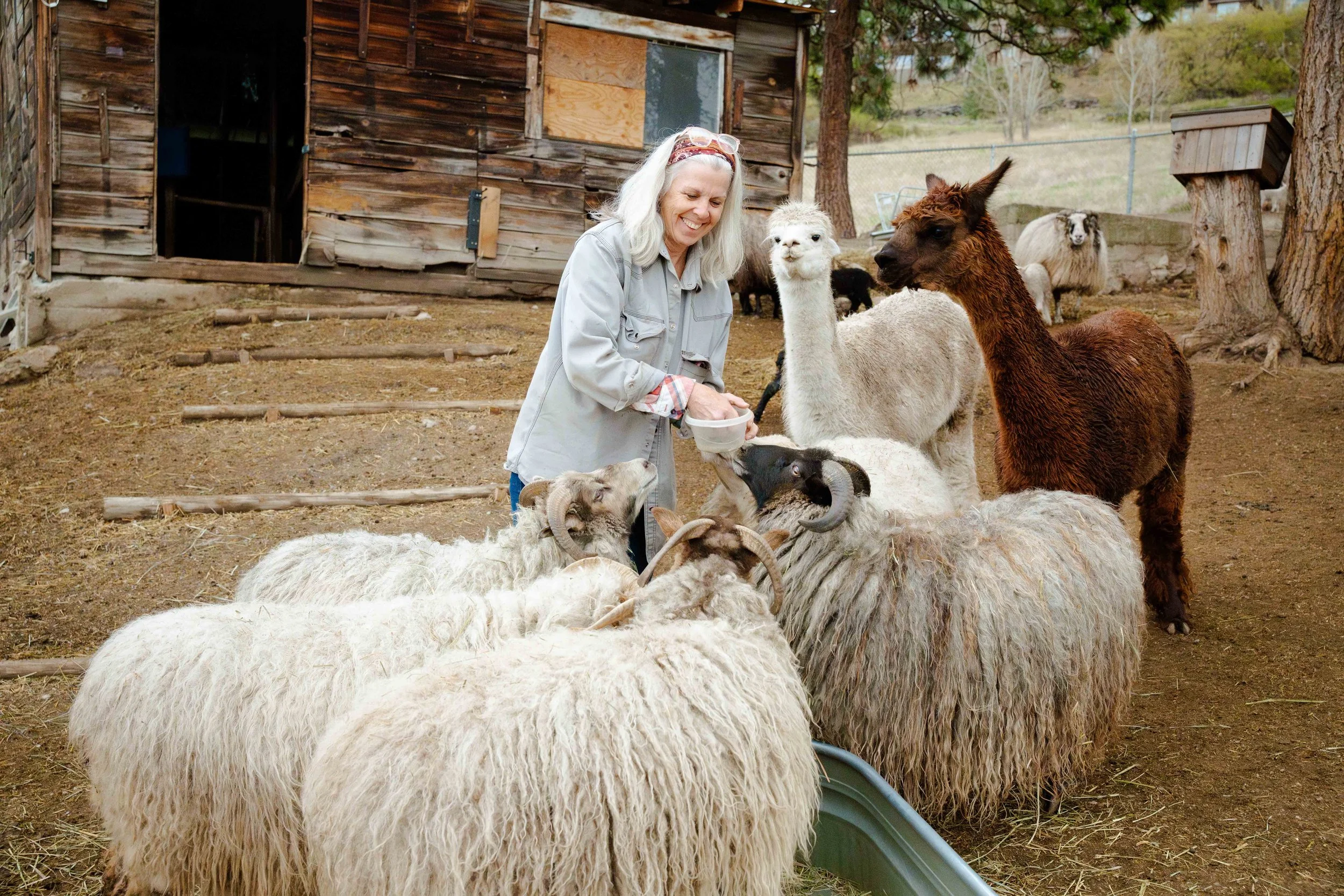 A woman feeding white and brown llamas outside near a weathered wooden barn and trees.