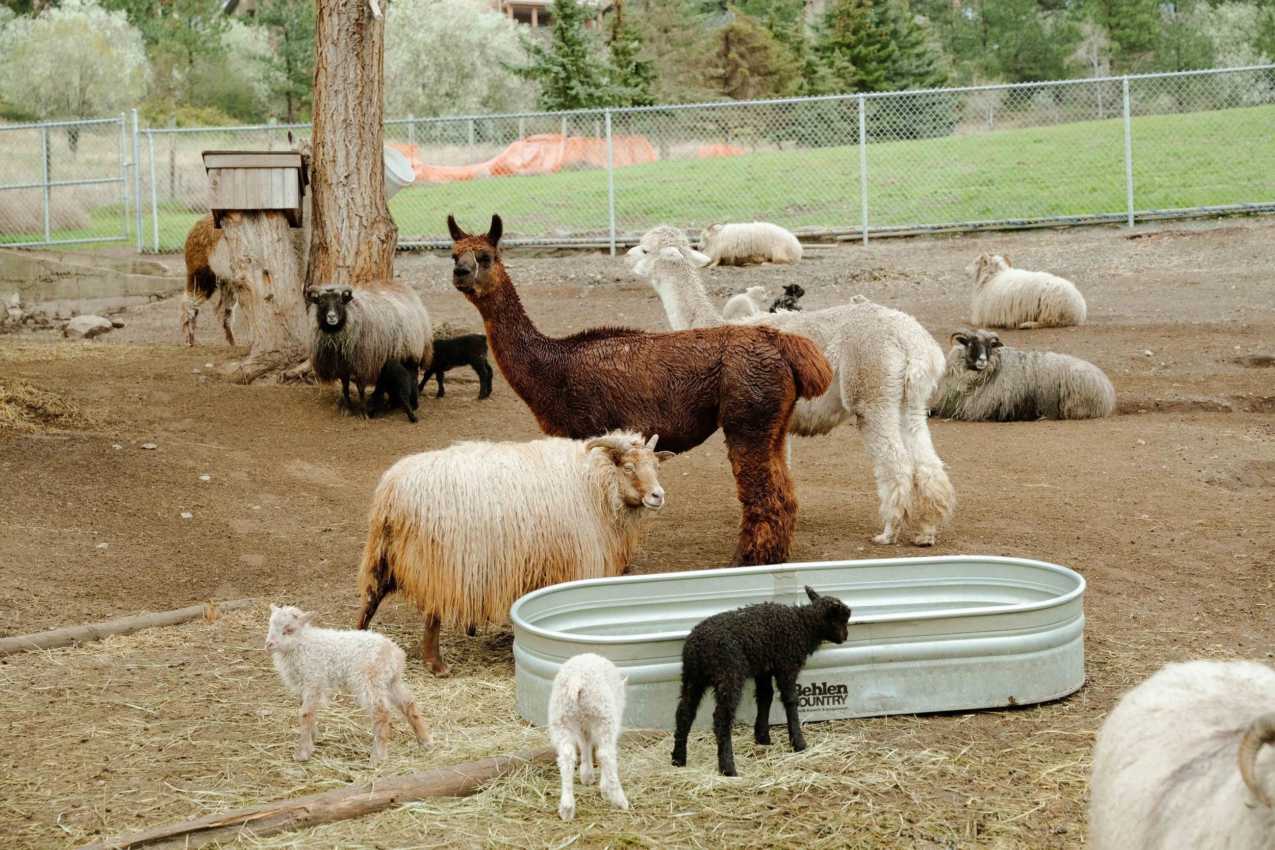 Various farm animals including alpacas, goats, and sheep in an outdoor enclosure with trees and a fence in the background.