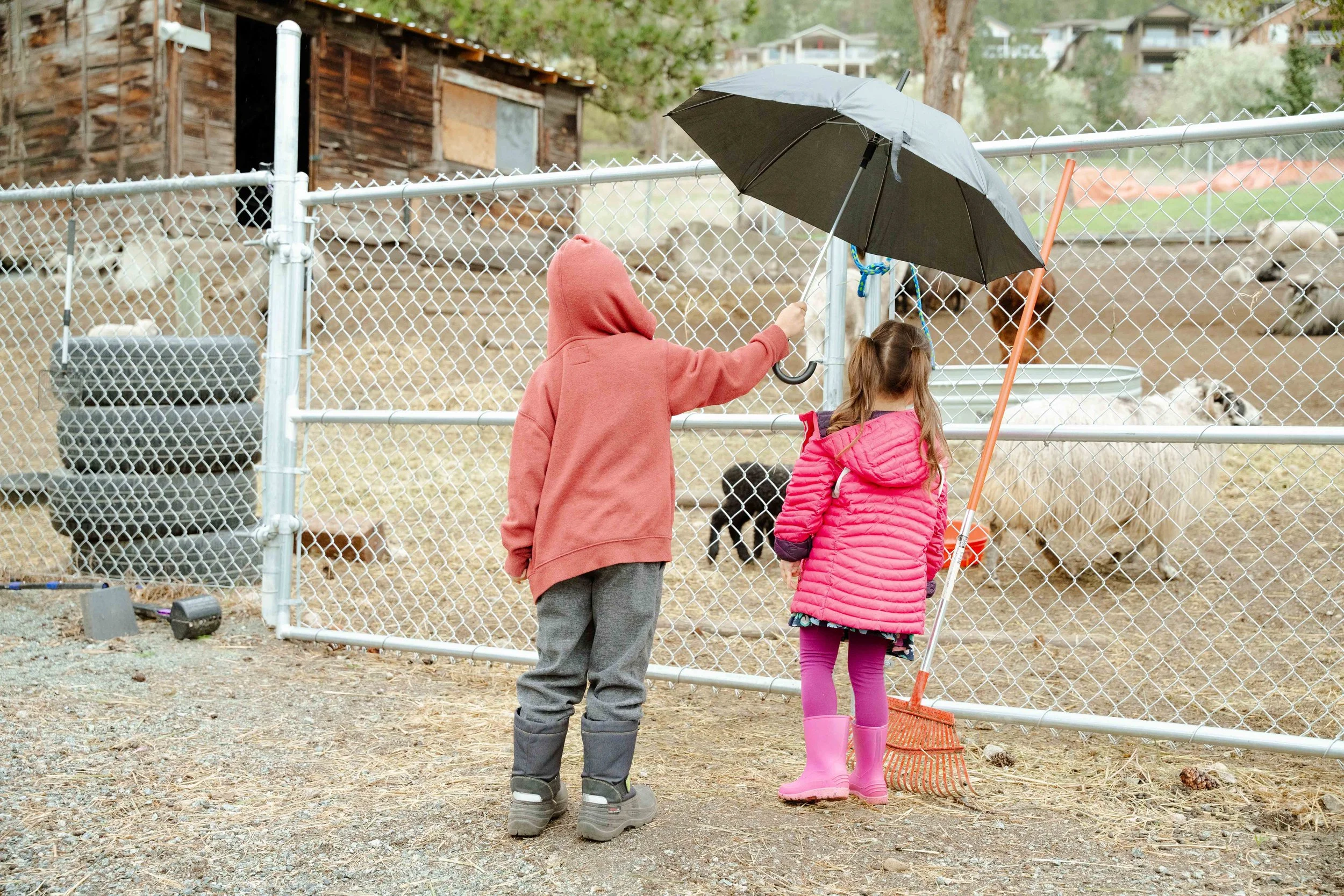 Two children, a boy in a red hoodie and gray pants and a girl in a pink coat and rain boots, stand behind a metal fence at a zoo observing goats. The girl holds a rake and the boy holds an umbrella.