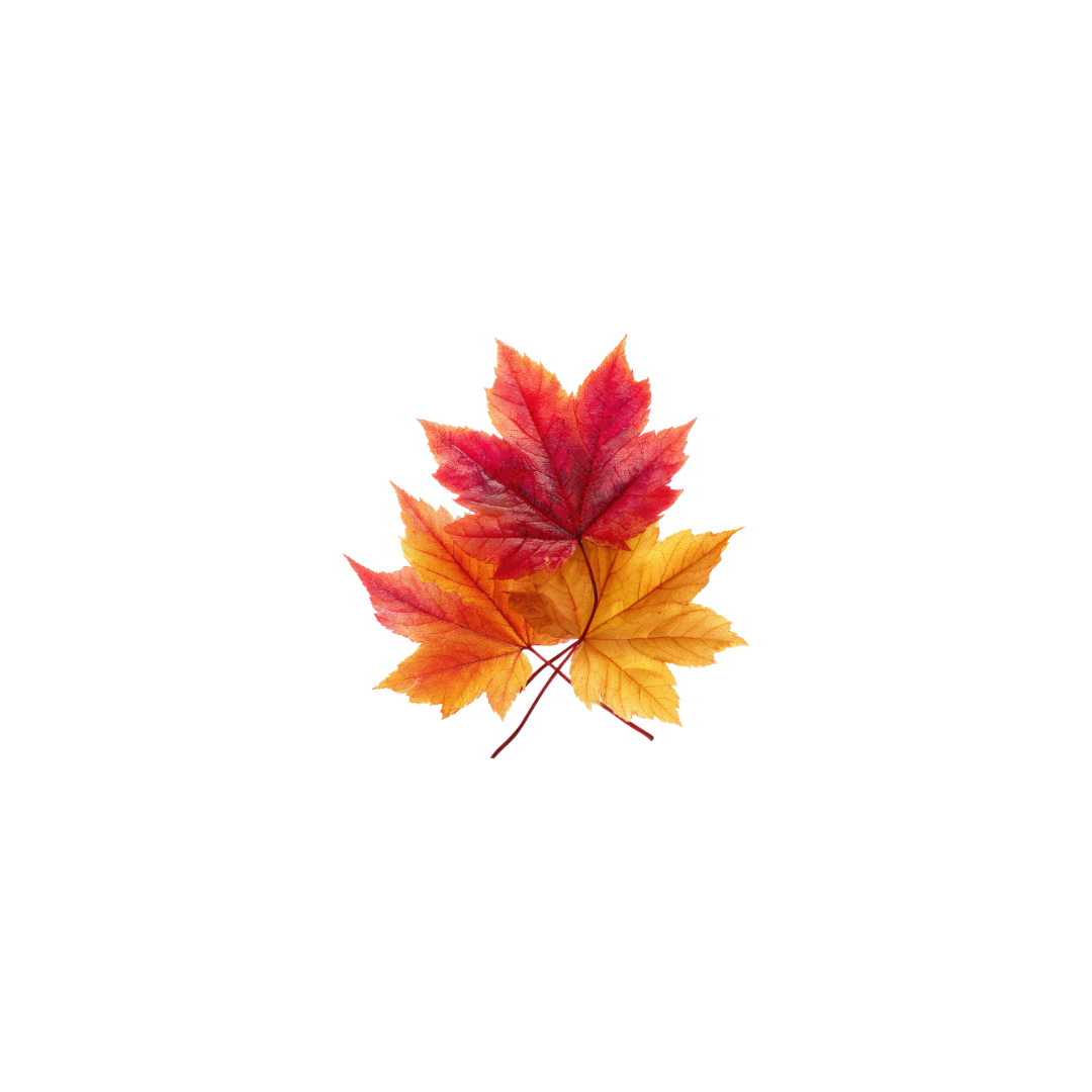 Three colorful autumn leaves, red, orange, and yellow, arranged on a black background.