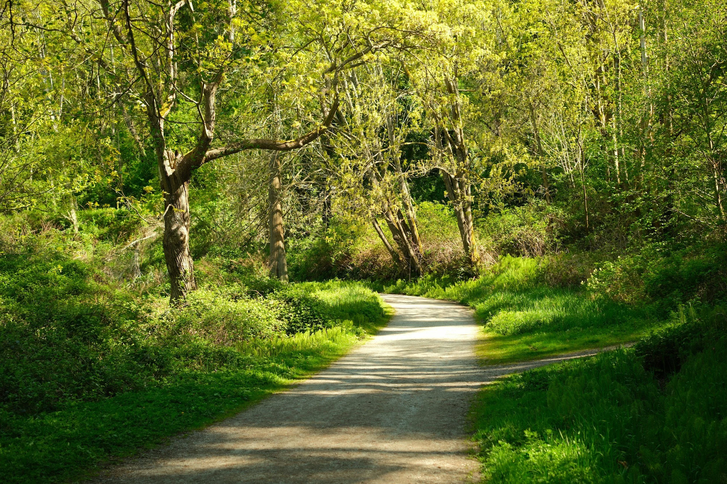 A winding dirt path through a lush green forest with tall trees and dense foliage.
