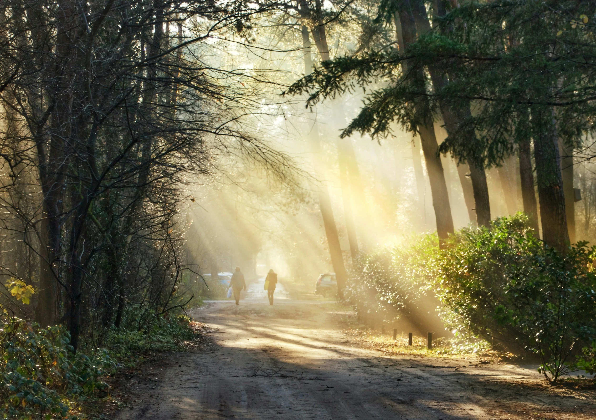 Sunlight filters through trees onto a dirt forest trail with two people walking in the distance.