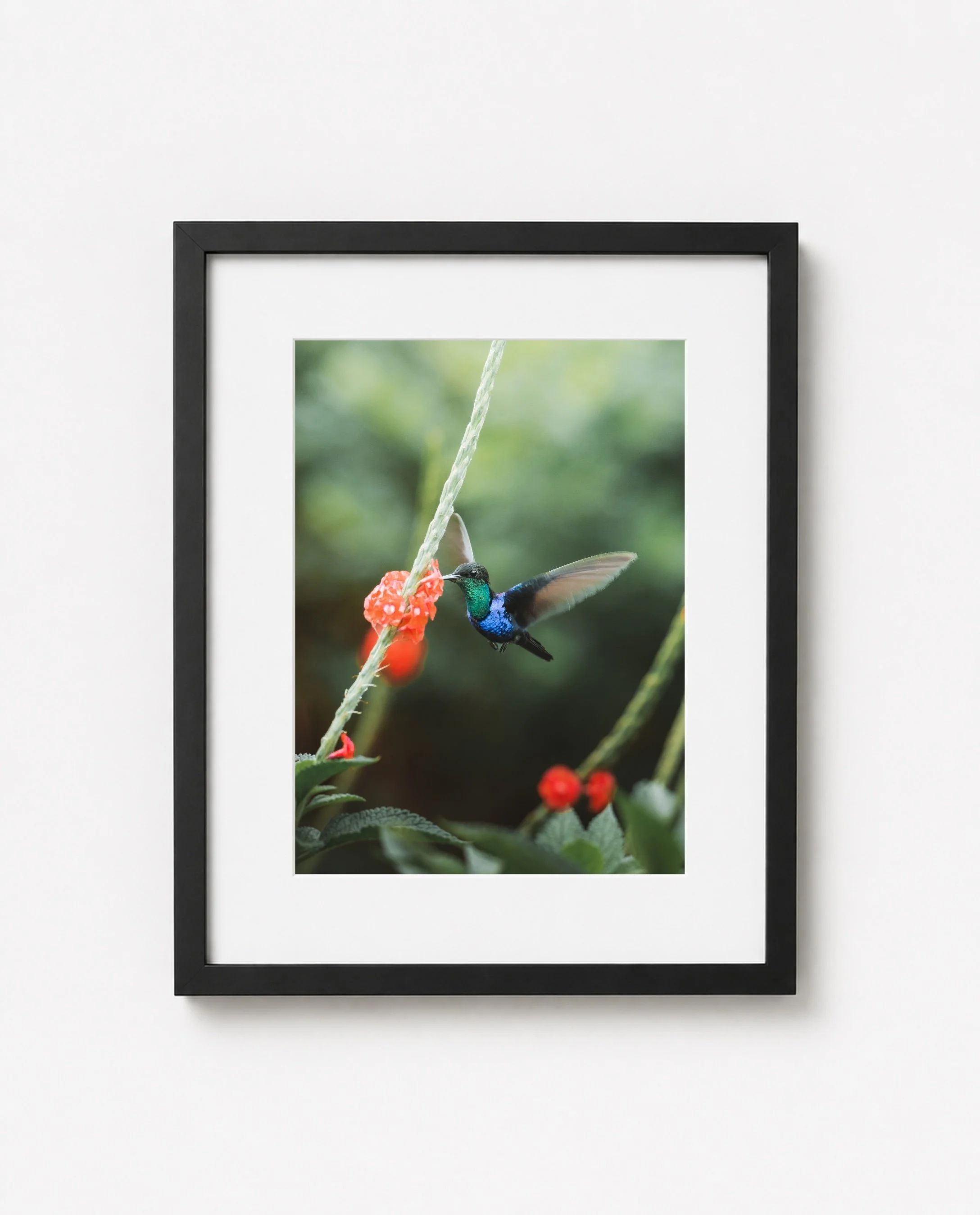 Colibrí colombiano