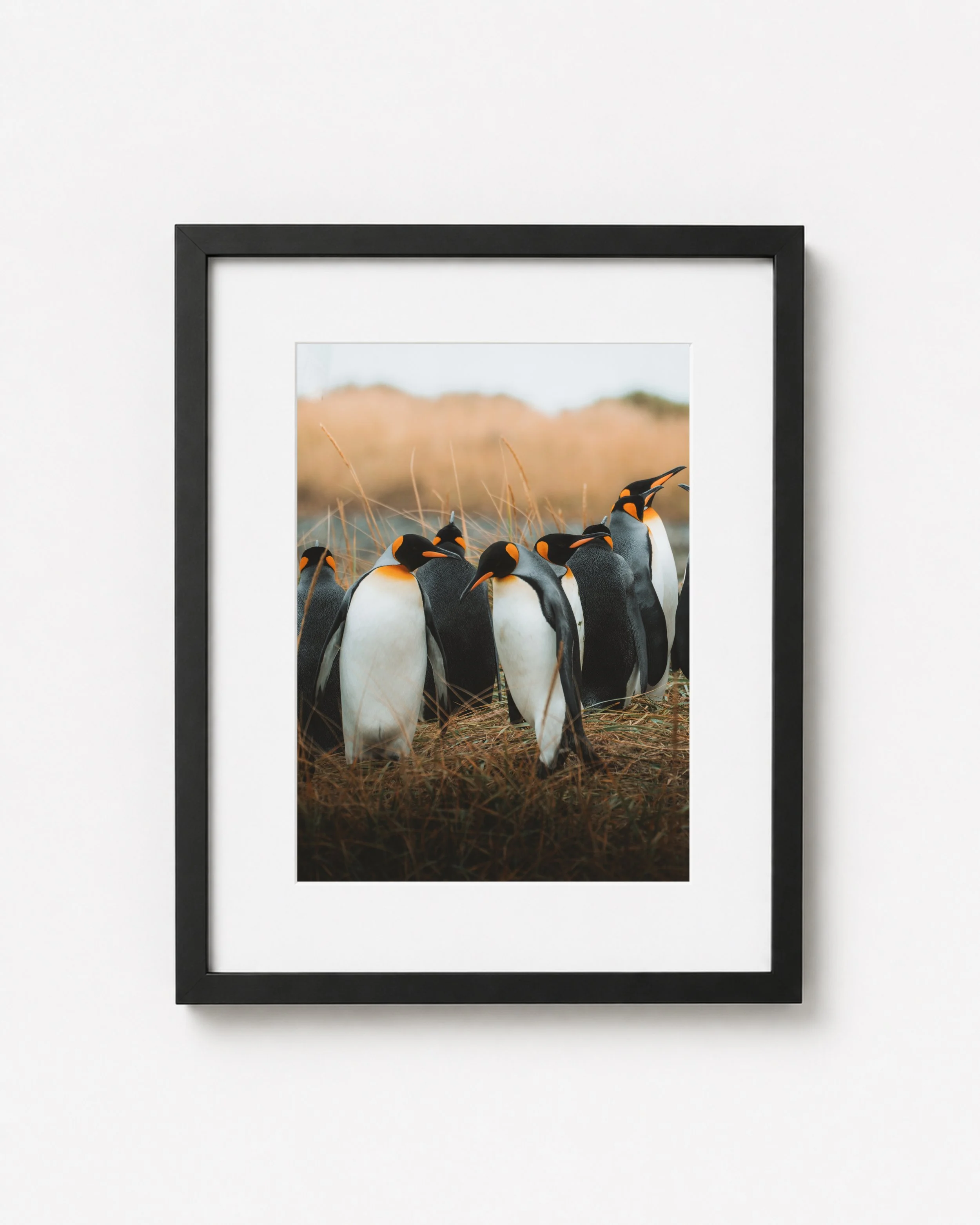 Pingüinos