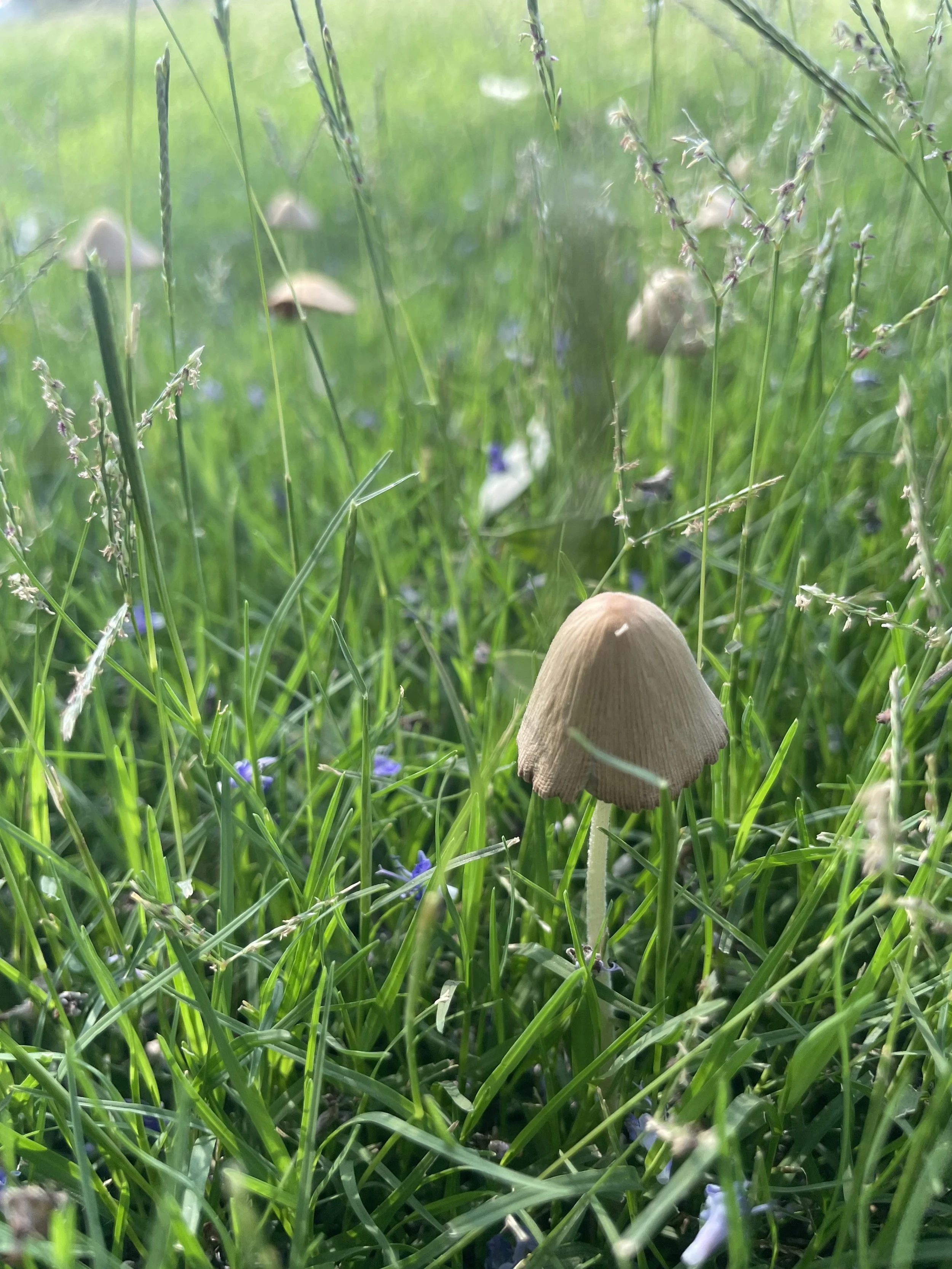 Summer Stillness- July 2026