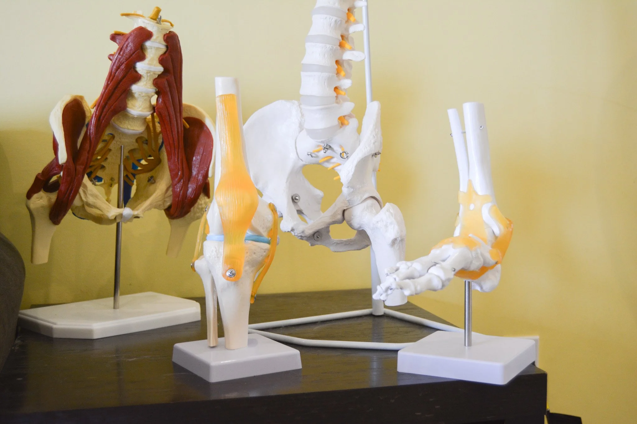 Medical anatomical models of the human spine, pelvis, and leg bones on display on a shelf against a yellow wall.