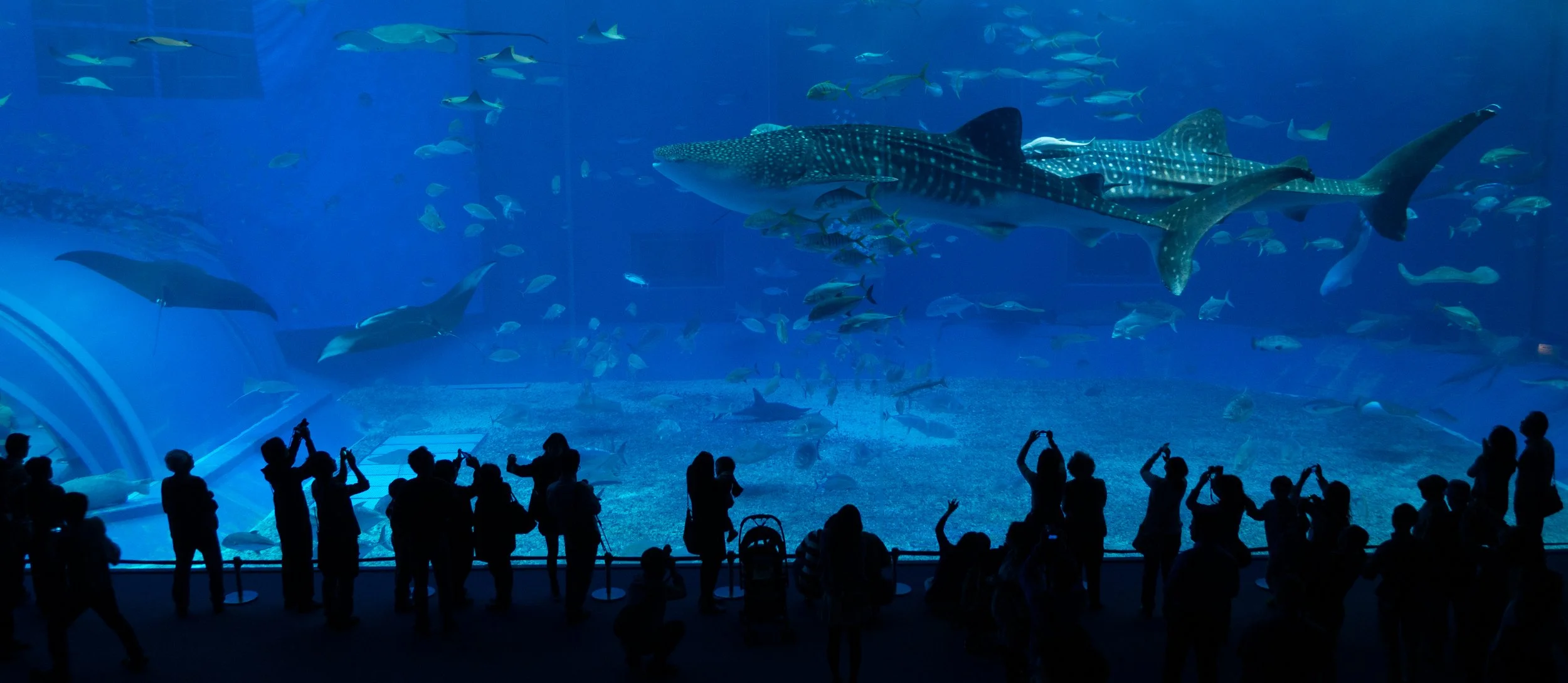 15Jan25_DMC-GX7_1120836_Aquarium, Churaumi, Japan, Okinawa.jpg