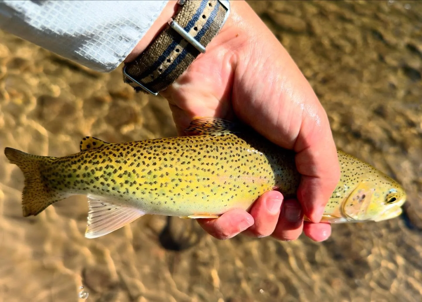 Hard day of fishing on Monture Creek. Low water with lots of snags. Only caught this guy, lost a few others, and more than a few flies.