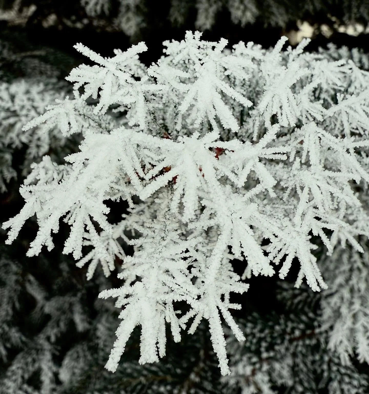 This freezing fog sure feels a lot like snow, so I&rsquo;ll take what I can get!  Man I might need to buy a macro lens after all&hellip; or at least some better winter camera gloves.