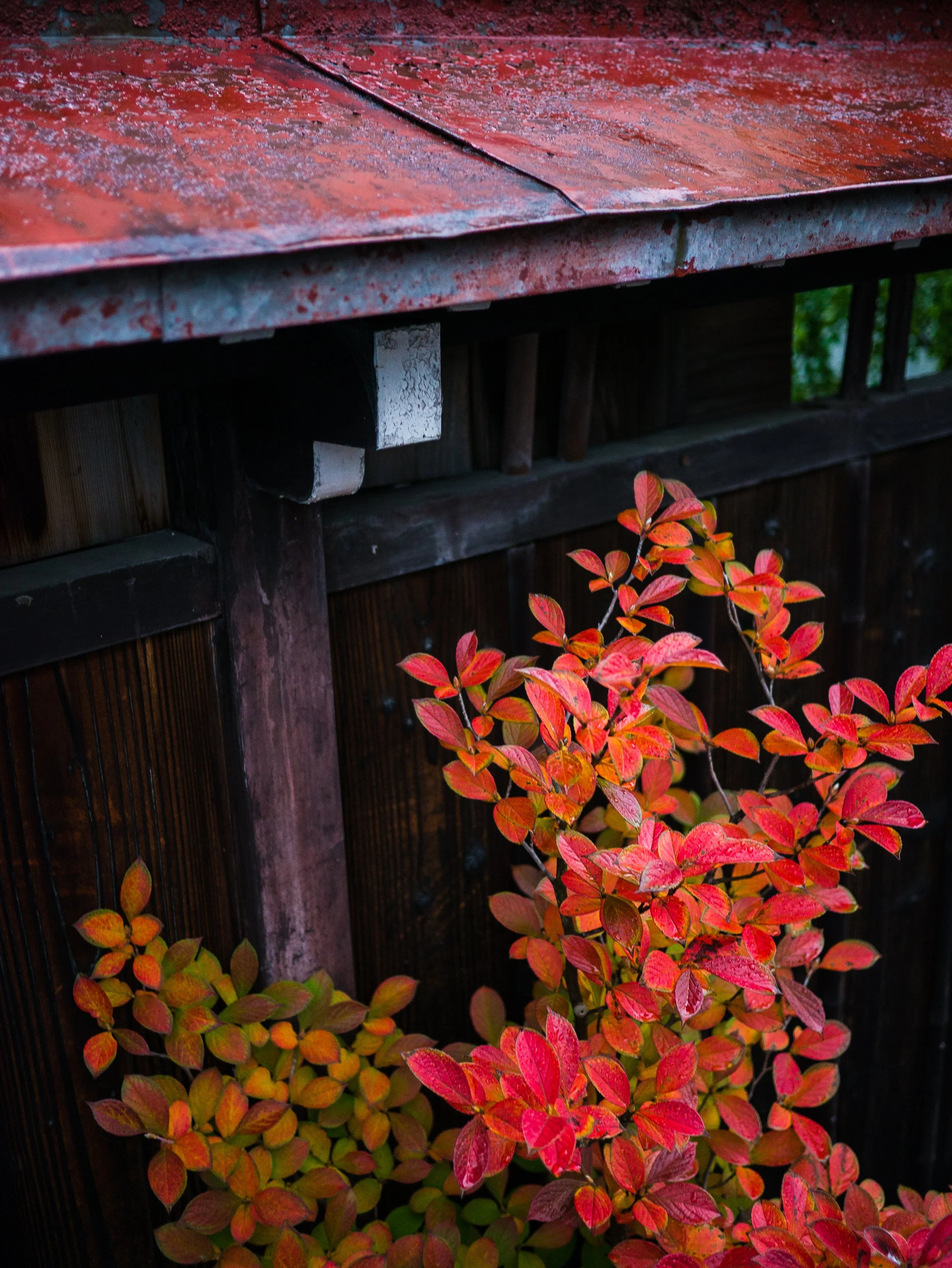 13Oct29_DMC-GX1_1050567_Autumn Foliage, Japan, Takayama, Travel.jpg