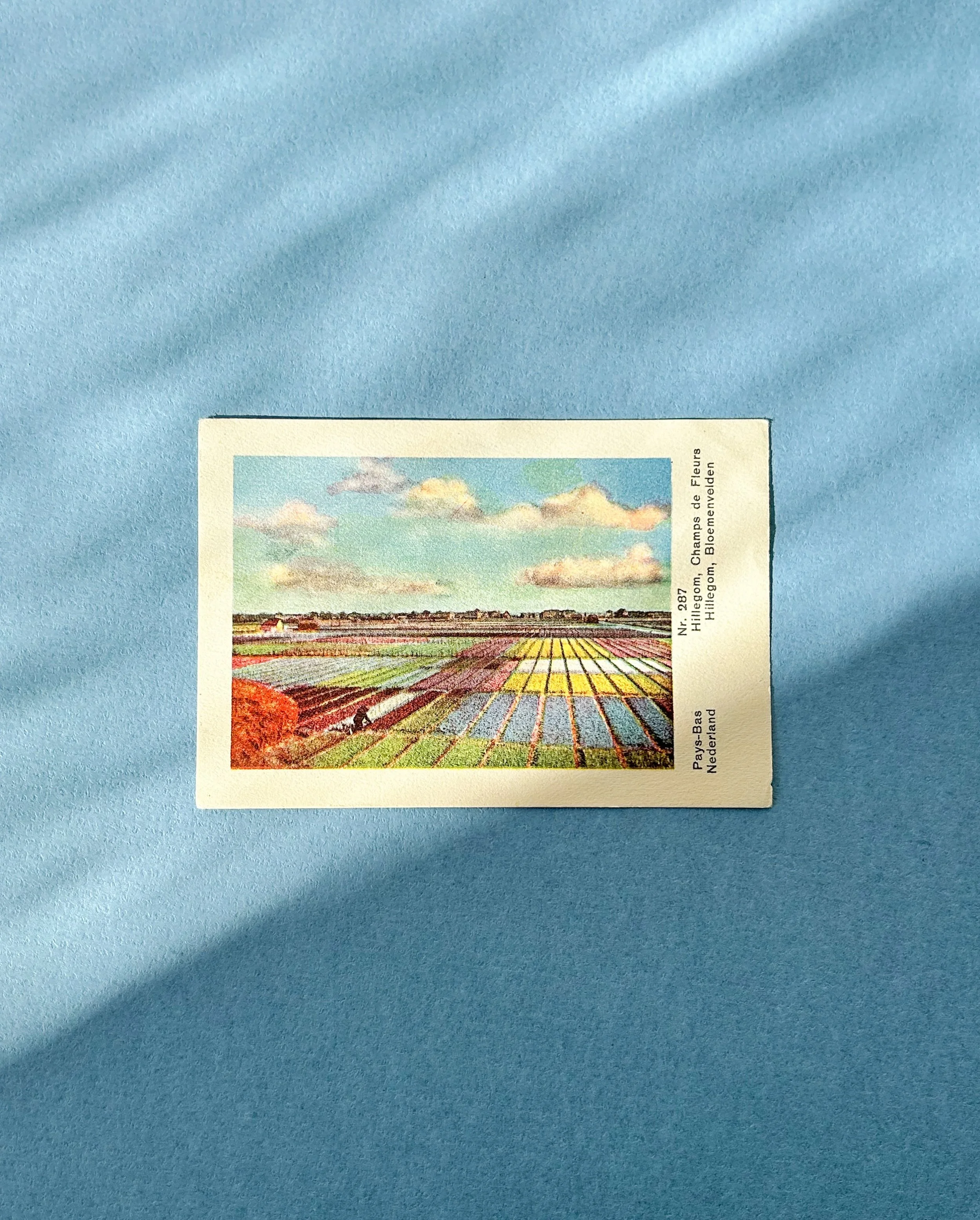 A vintage trading card showing bulb fields near Haarlem, where hyacinths and tulips lie in bands of yellow, blue and violet and the village of Hillegom rests small in the distance.

This one is being framed for a commission, for someone whose family 