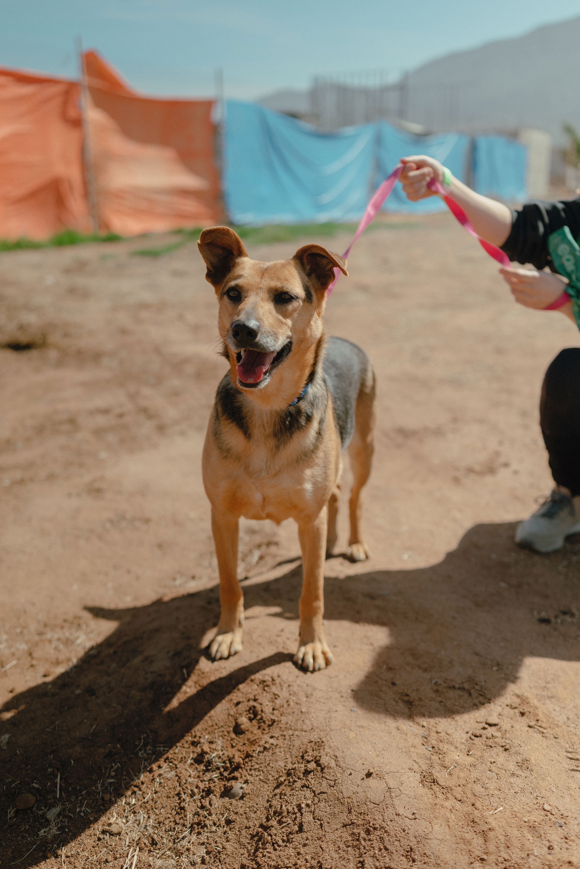 Leash Manners, Obedience, Puppies, &amp; Trick Training Resources