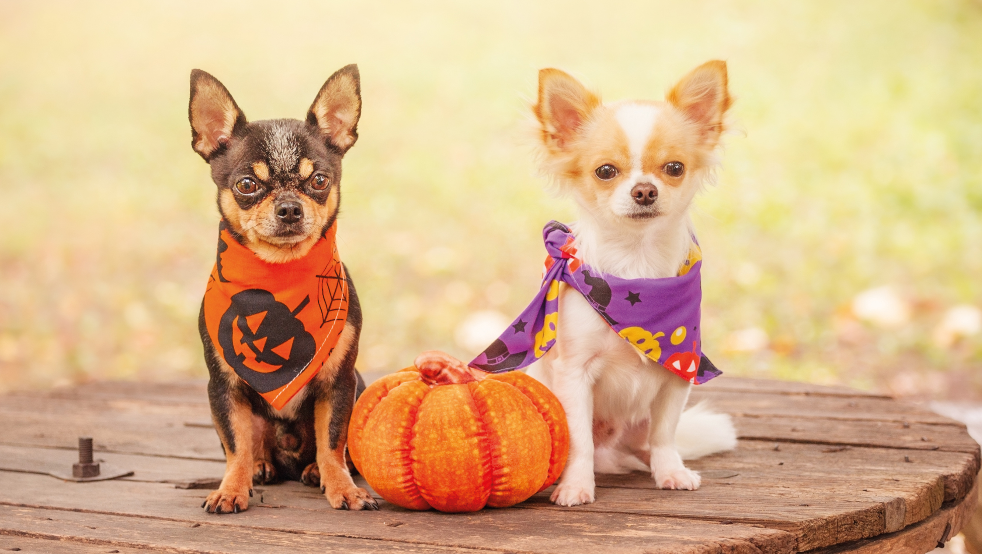 Howl-o-ween at stone